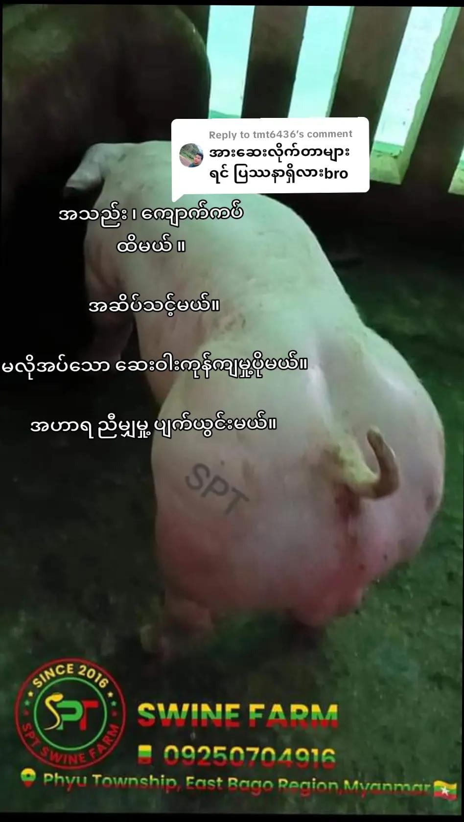 @"ရွှေဖြူးသား"၀က်မွေးမြူရေးခြံ