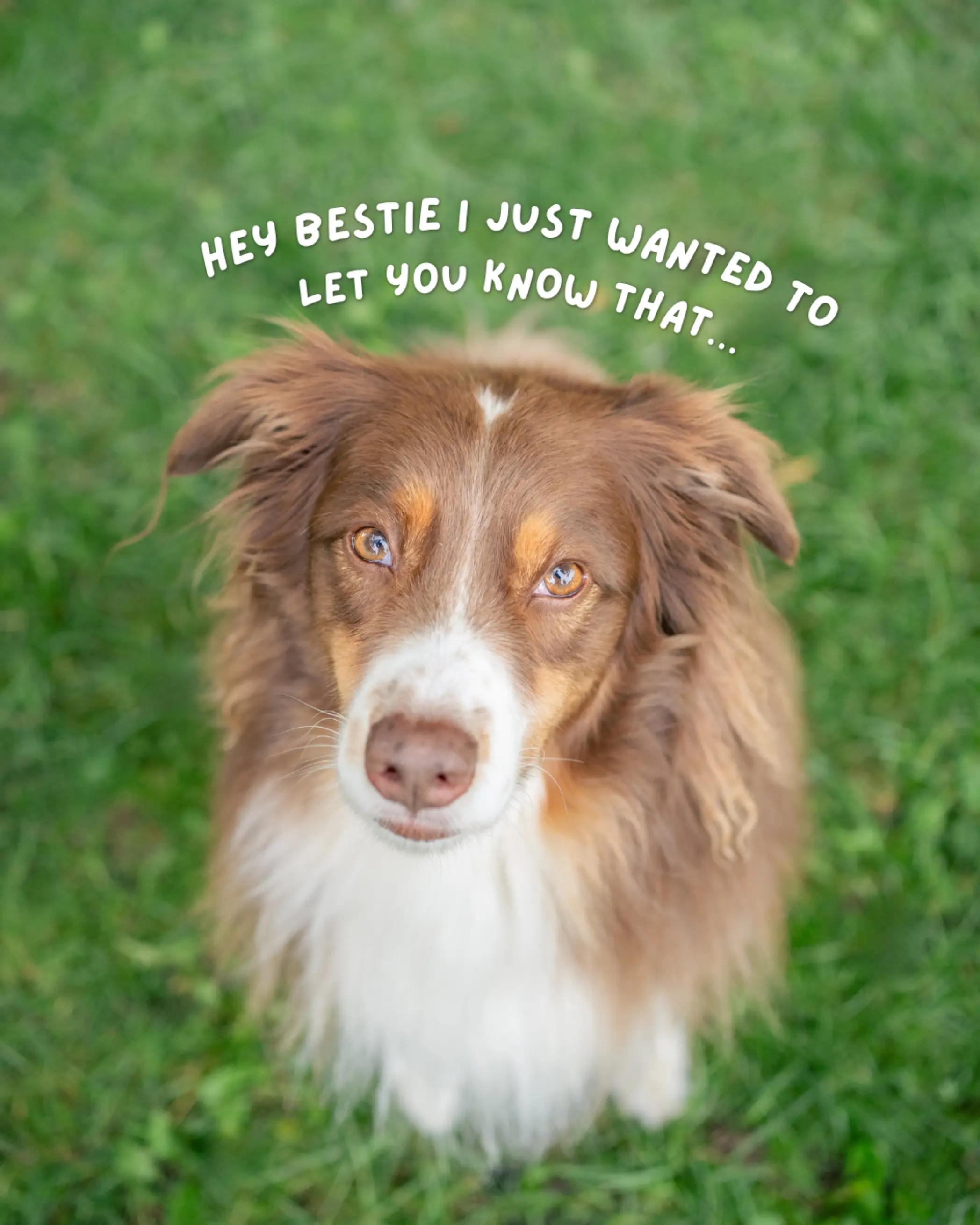 @Carly | Pet + Home Creator