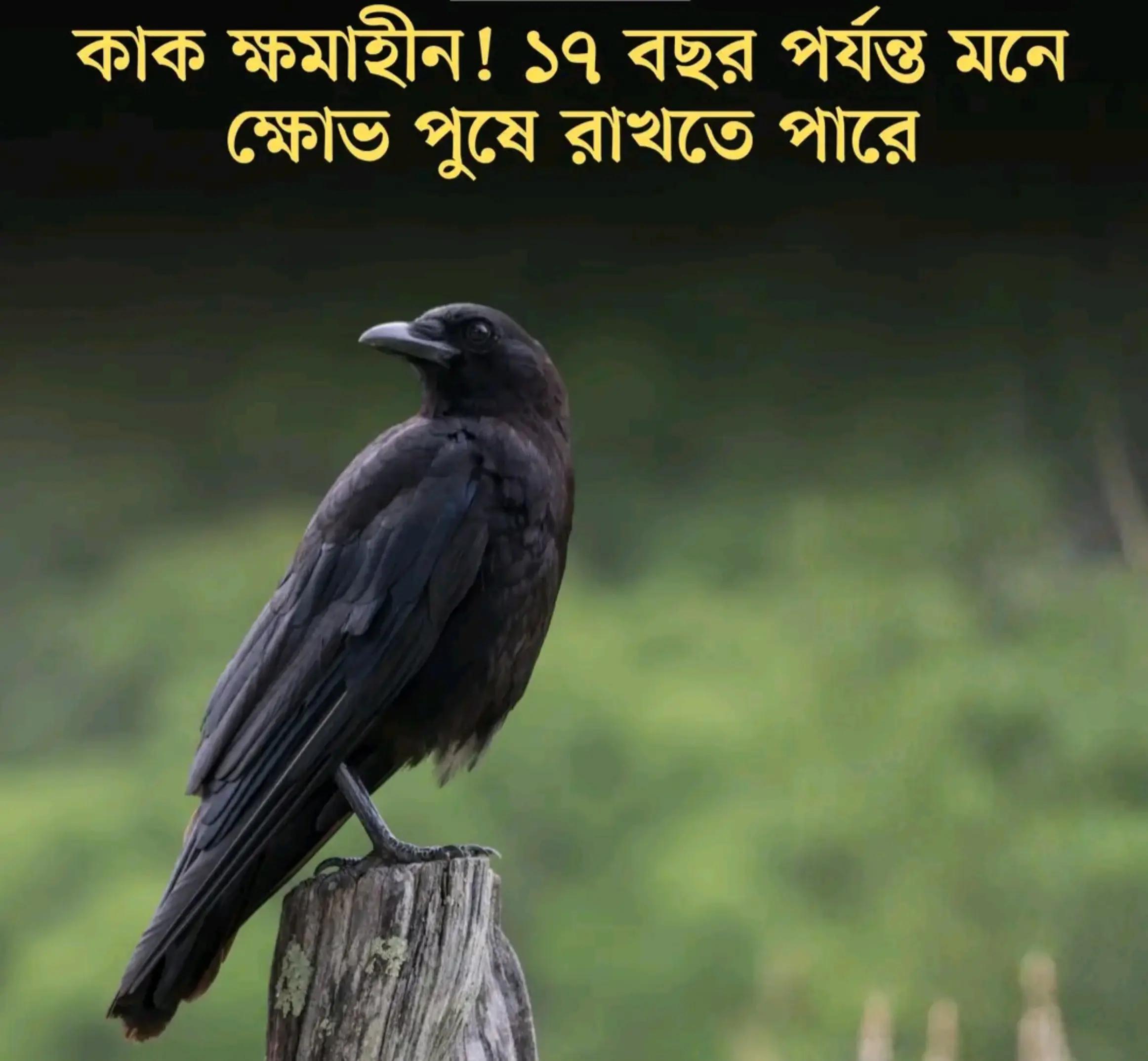 @Nabil