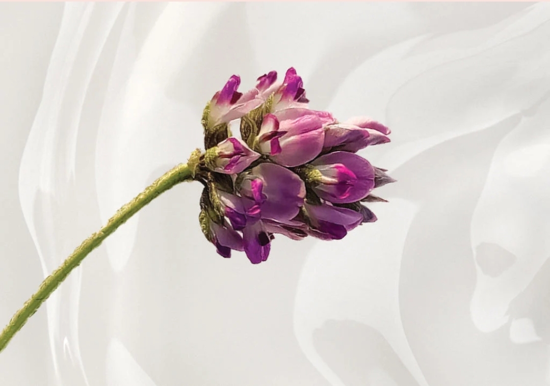 @Tuberose & Co.