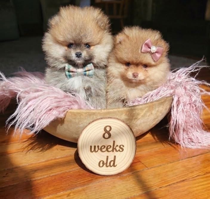 @Fingerlakes Pomeranians