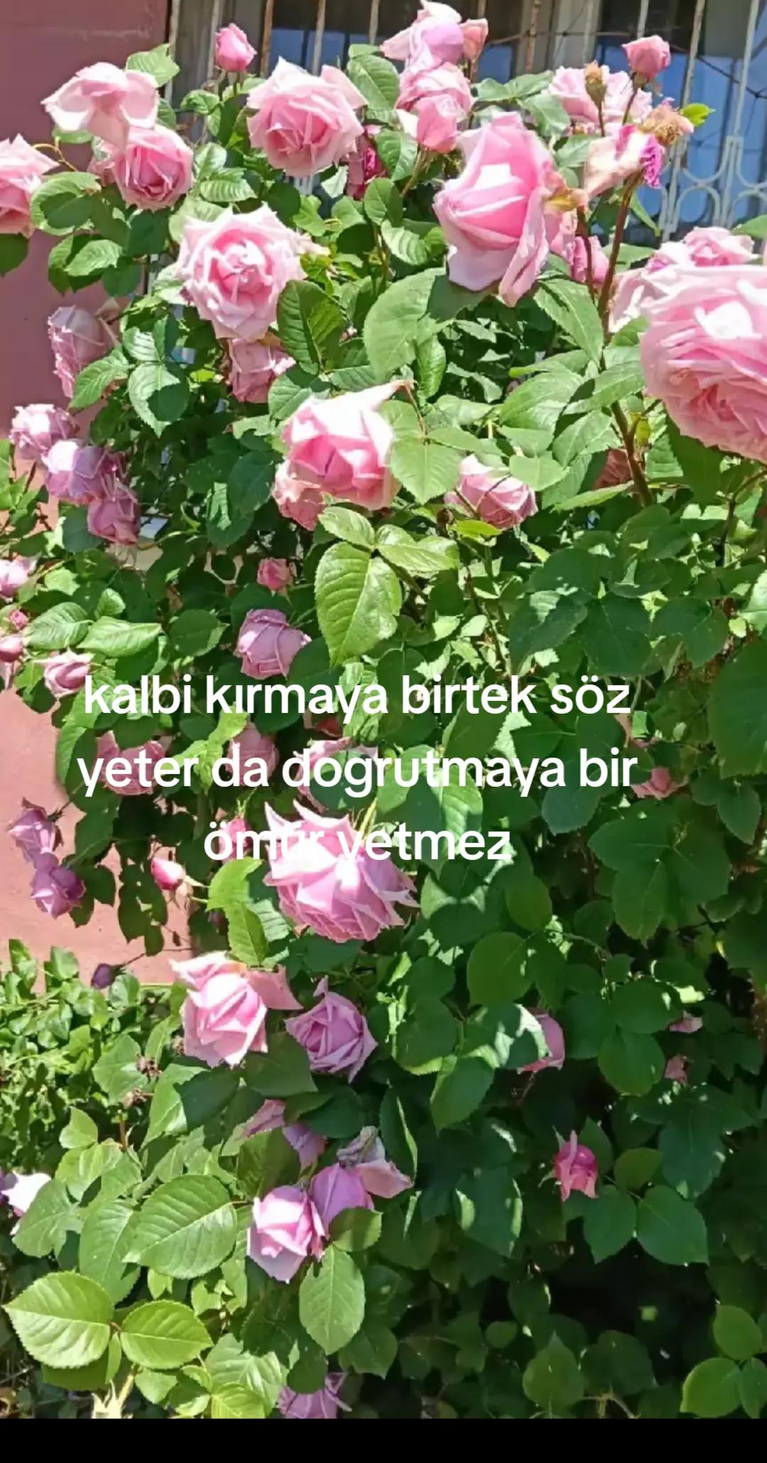 @Karako&ccedil;