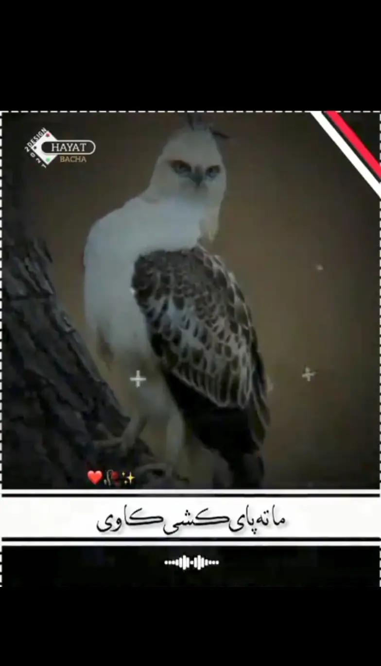 @٭TiGaR•—• 302٭