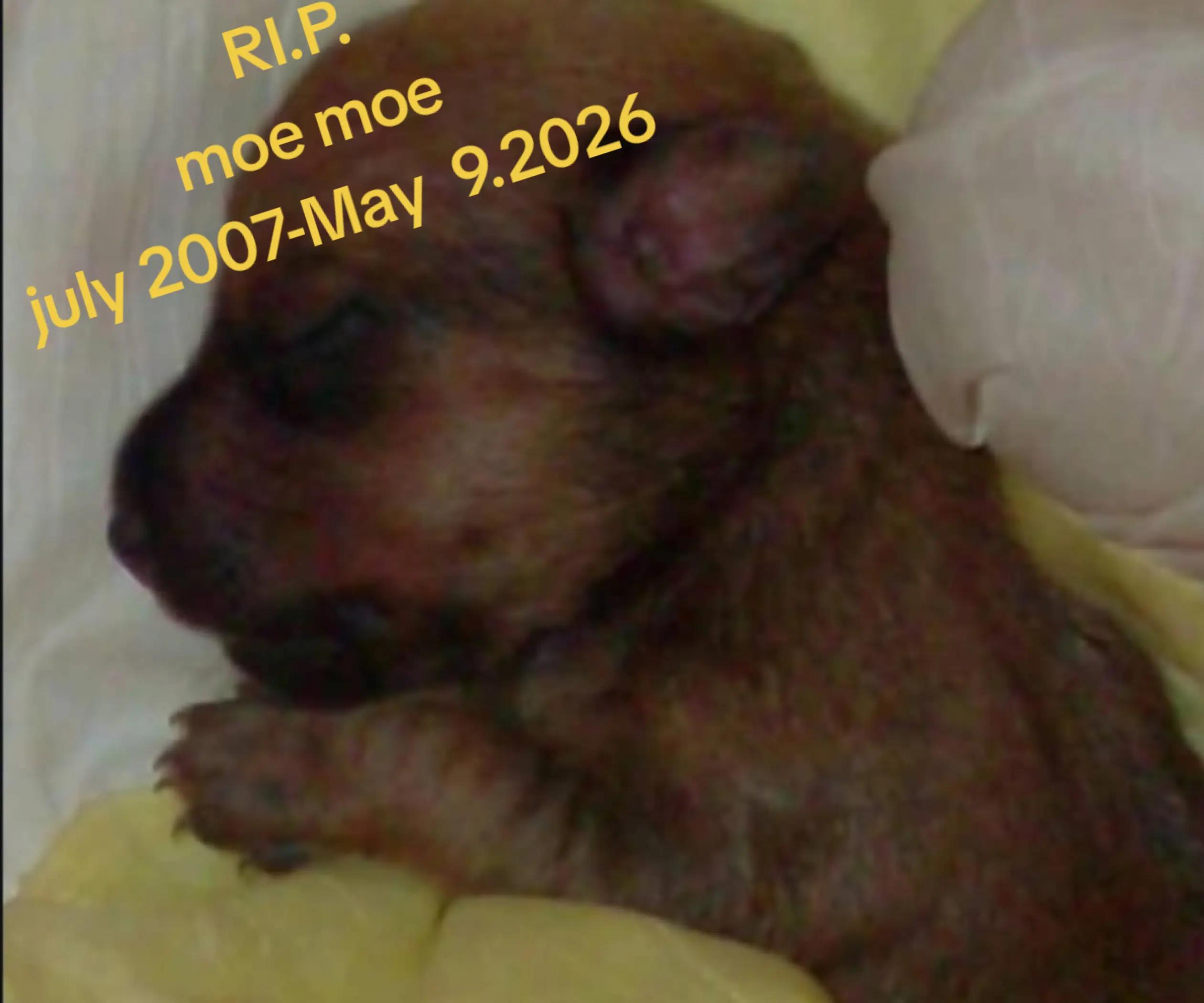 @Sugarglider  momma81