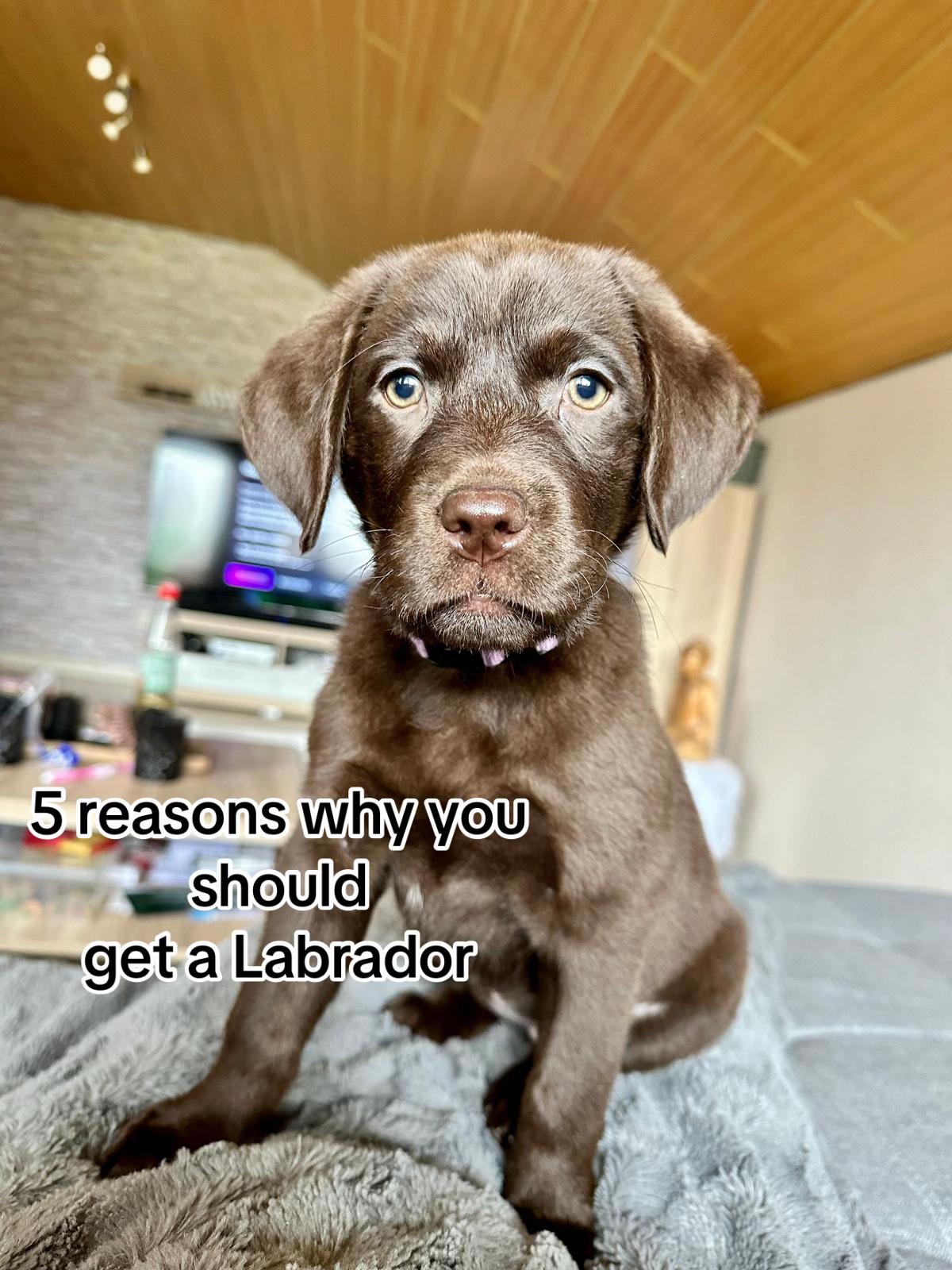 @Nala_thechocolab