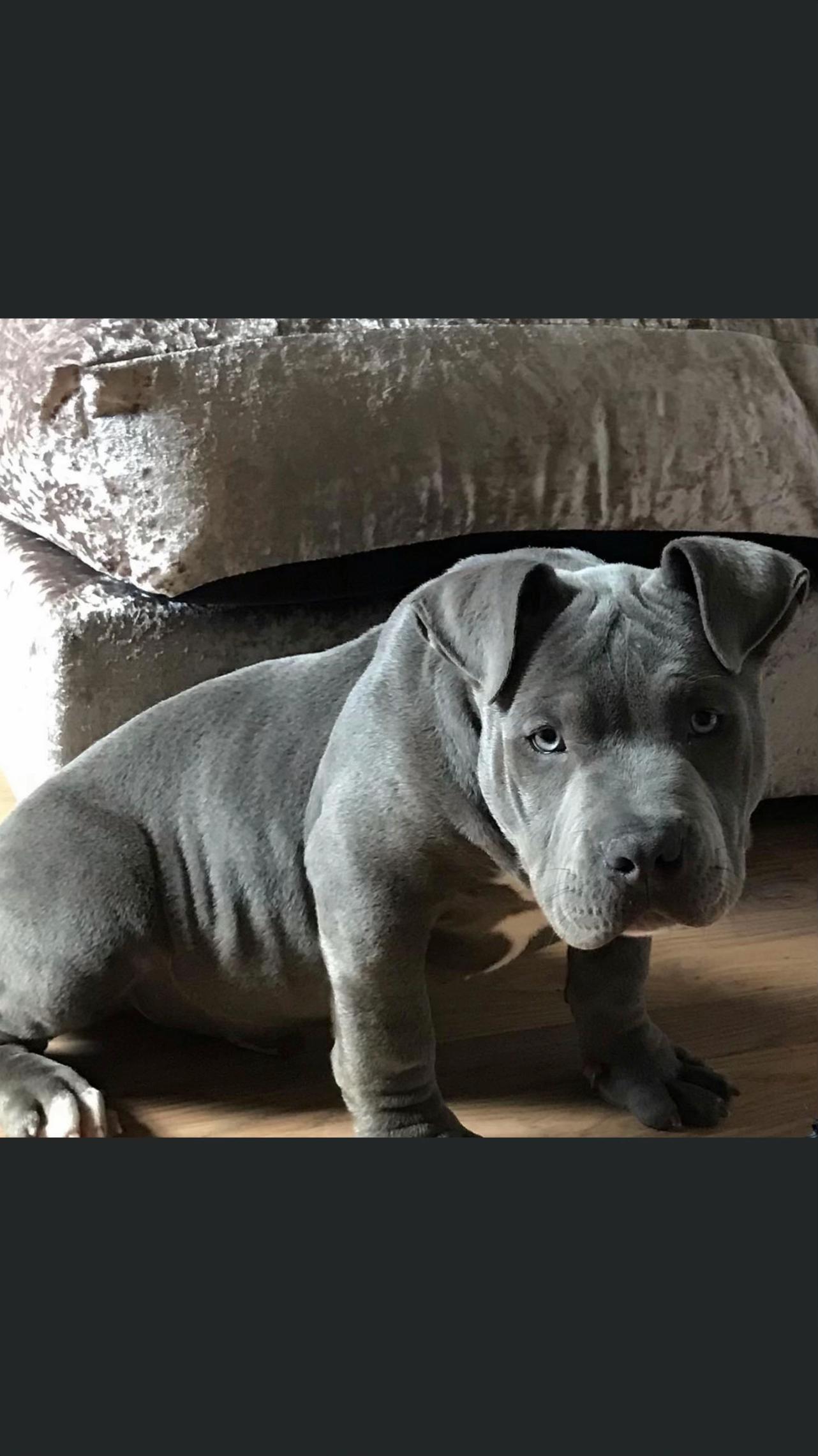 @Uk_dogs.