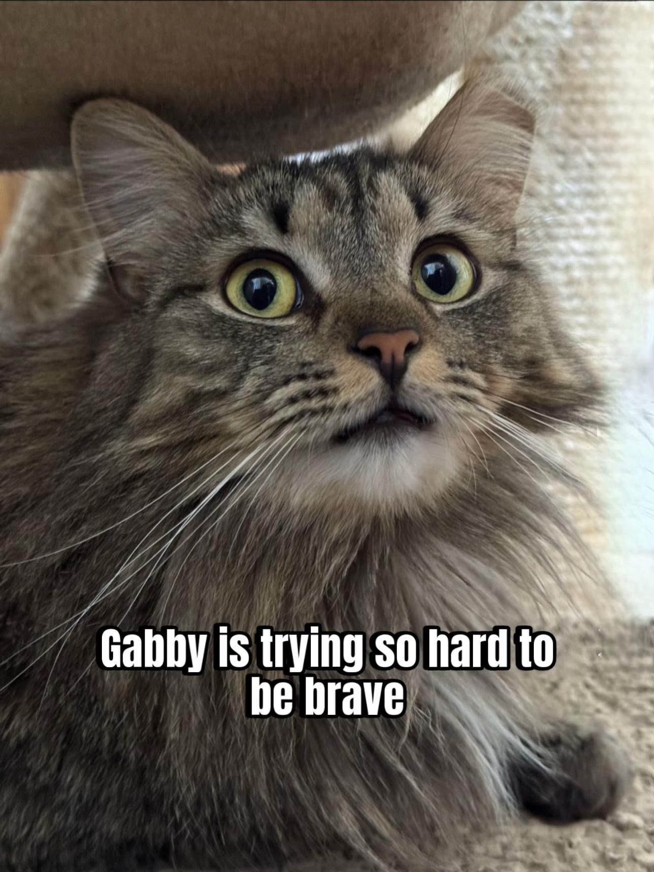 @North Toronto Cat Rescue