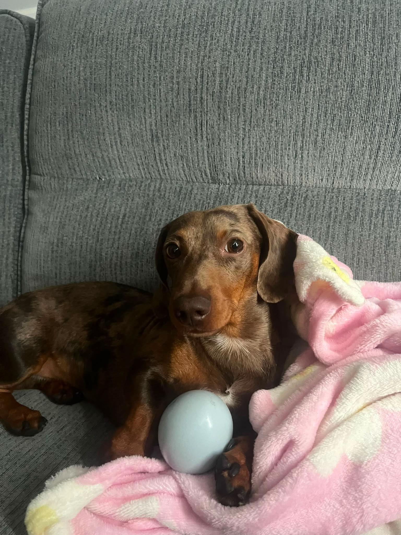 @marleythesausagedog