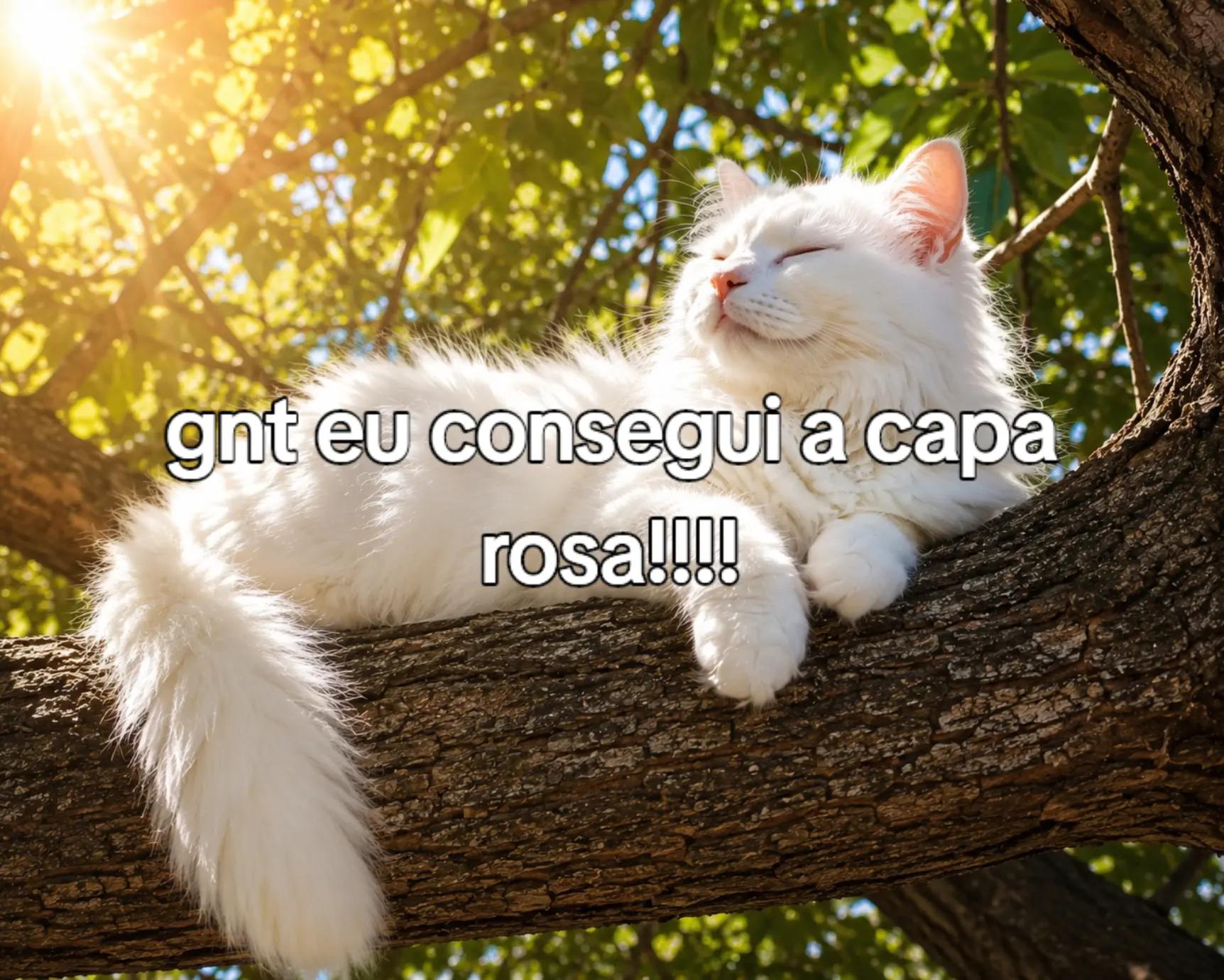 @~gatos brancos⚪🤍(-> <-)☆♡~