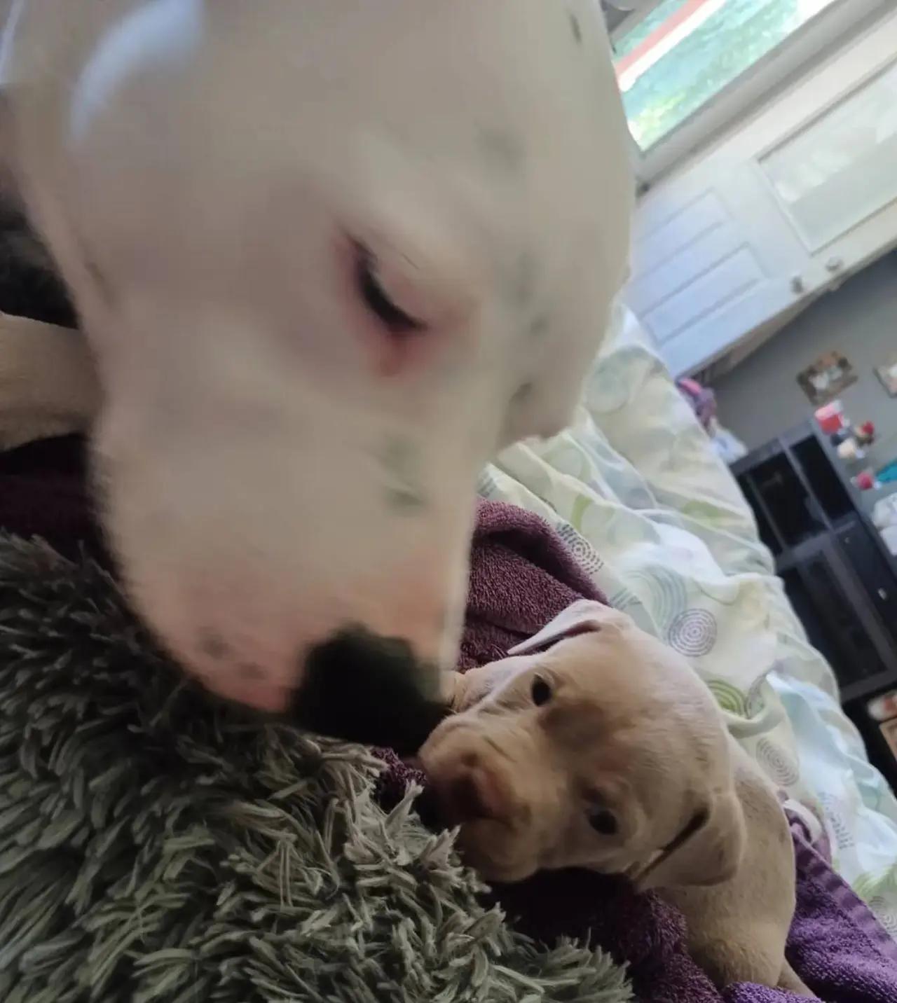 @Grammabob&herpups