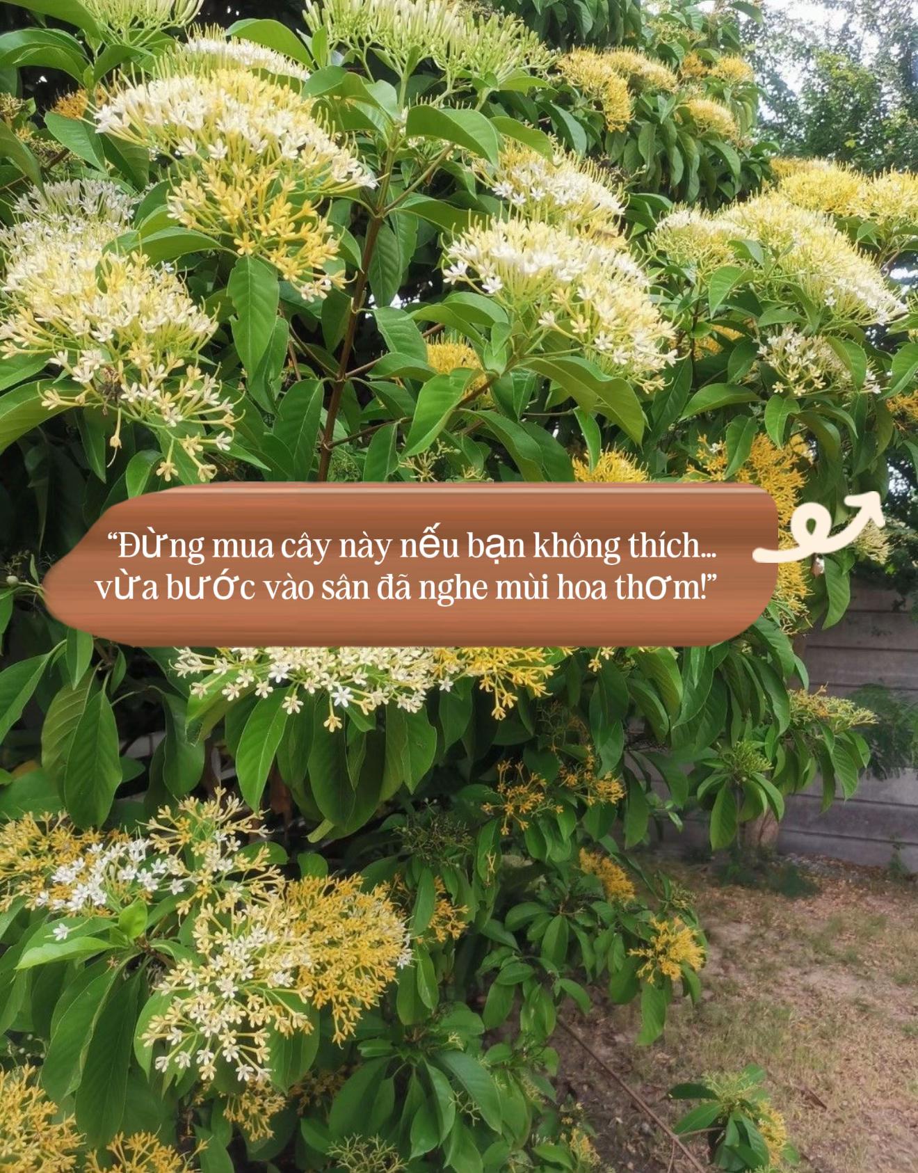@Tiệm Lá Nhỏ