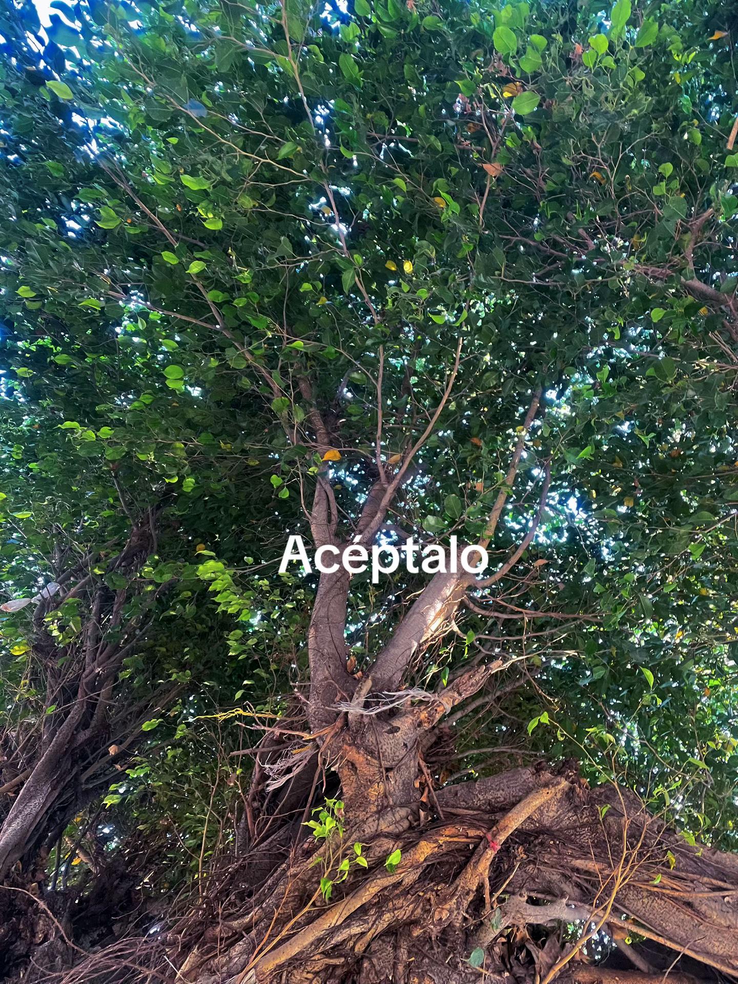 @🦇