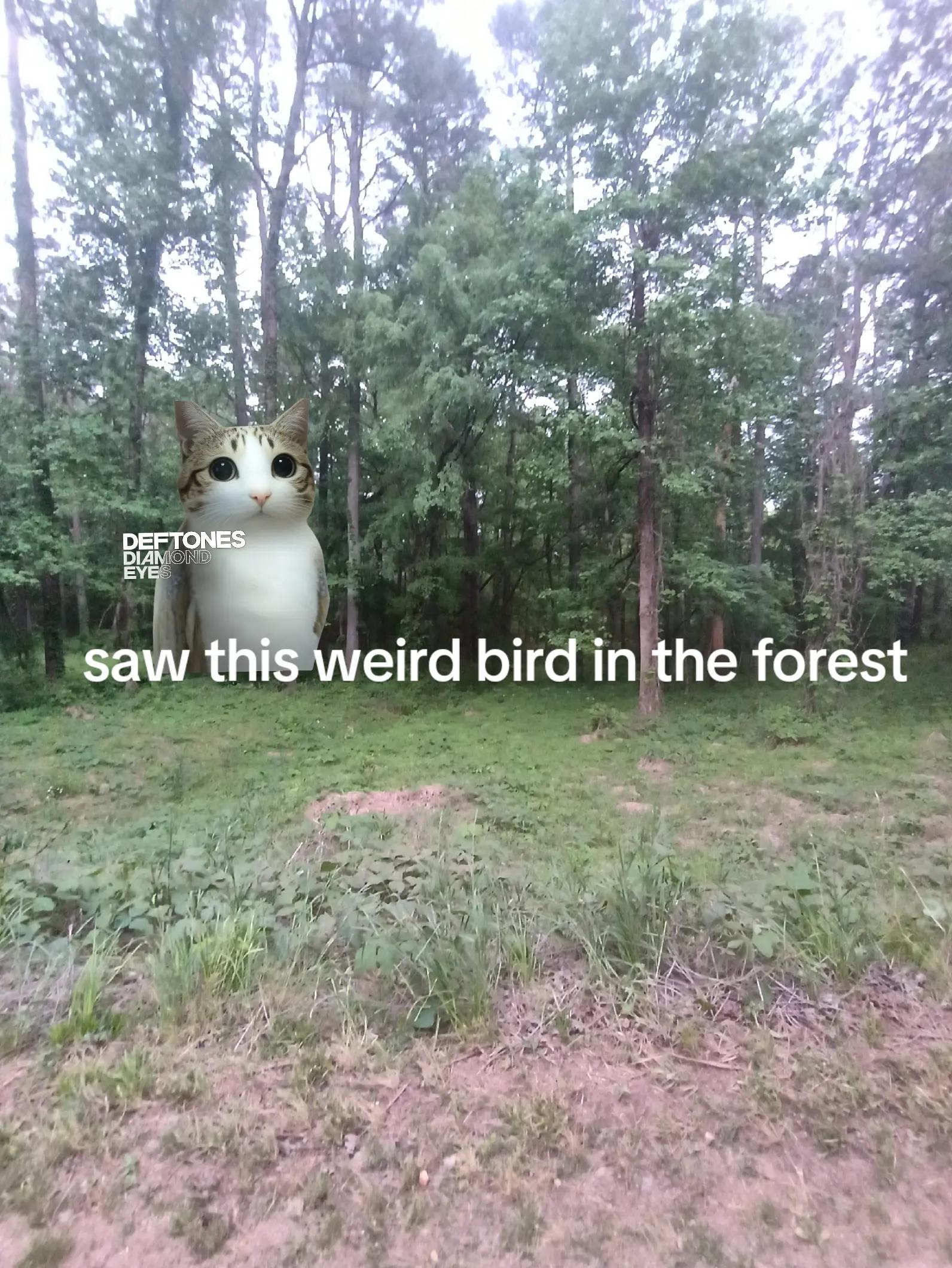 @nico