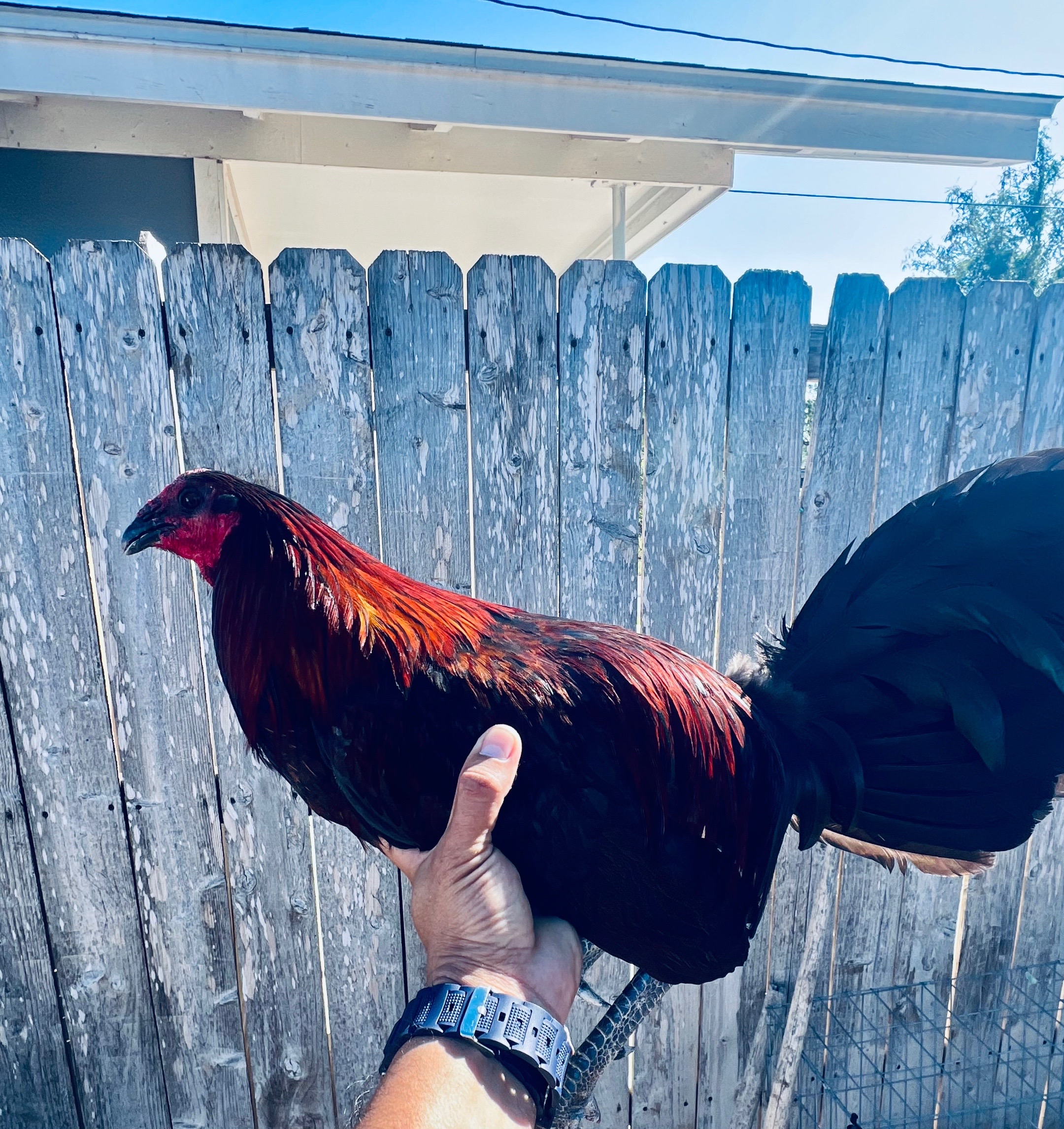 @Venturas mug gamefowl