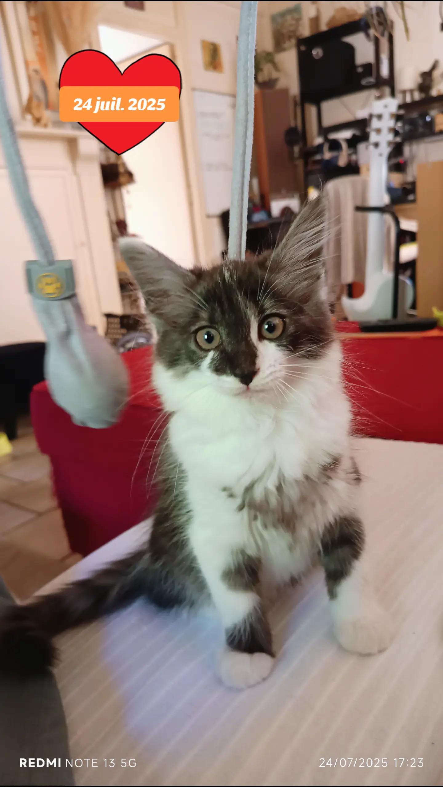 @Transcend'Horse 🐴 Luna'Cat 🐱