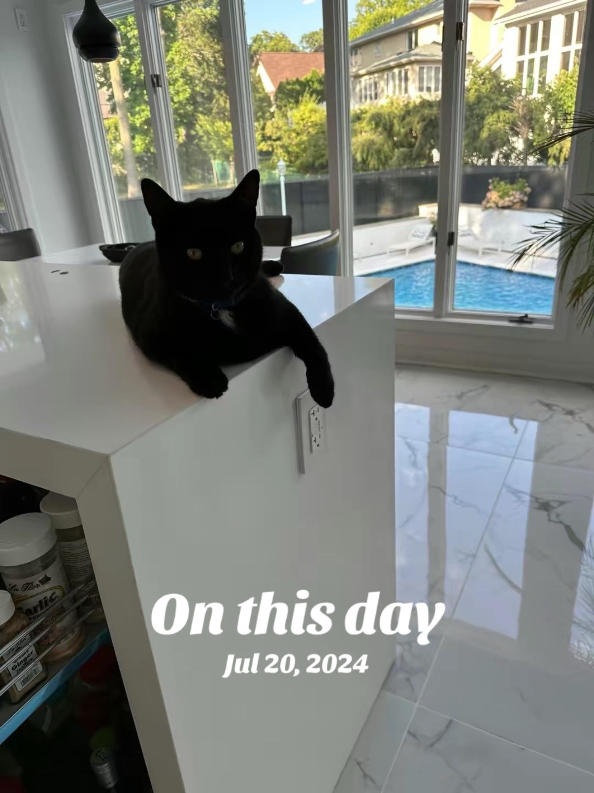 @Oscar Jeremy the cat!