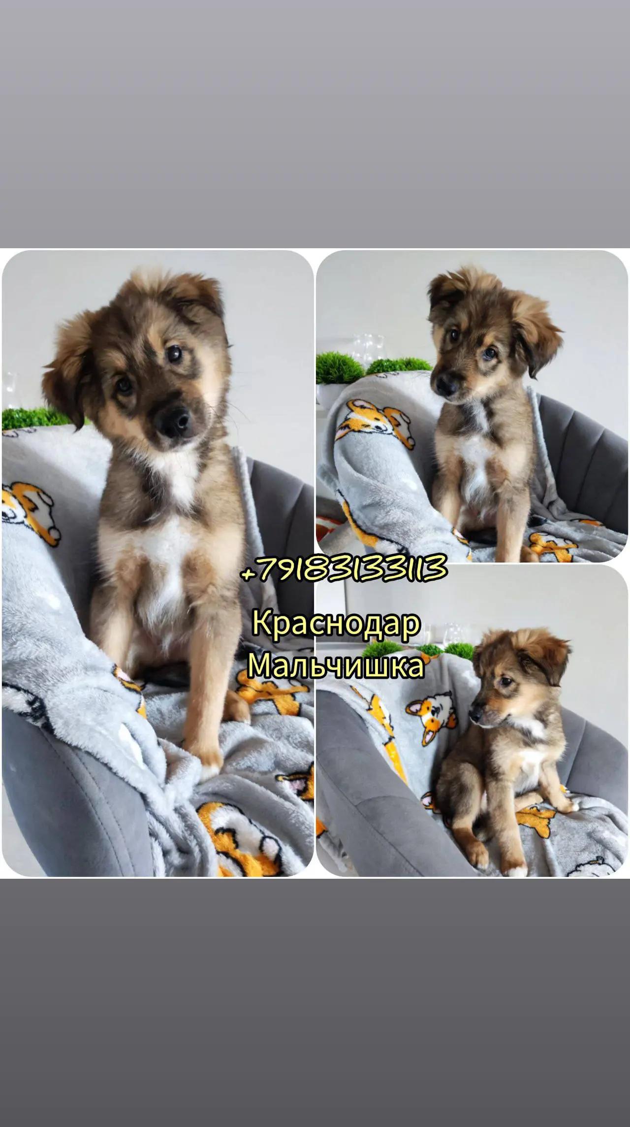@Animals of Khimki