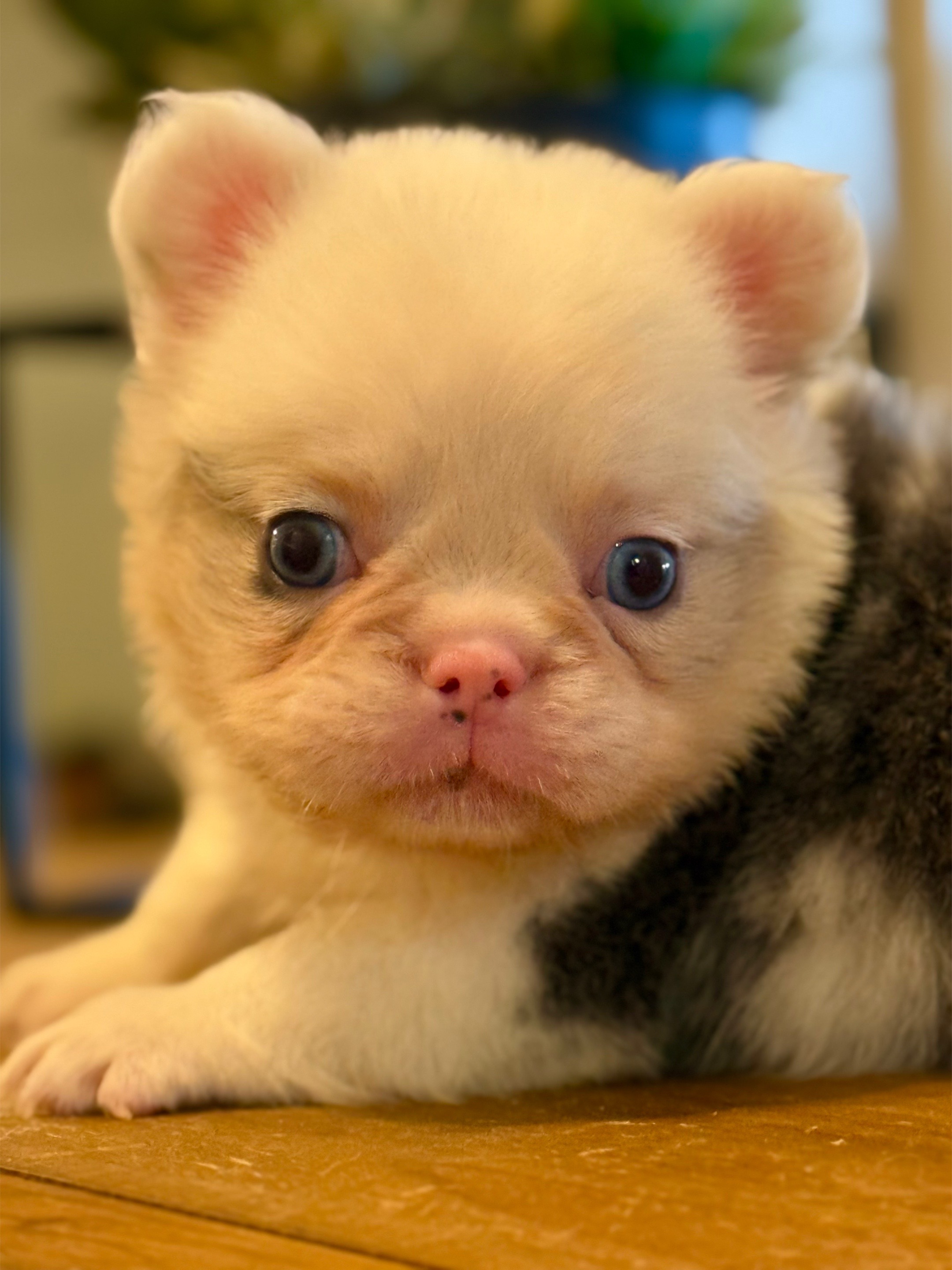 @Highfalutin Frenchies
