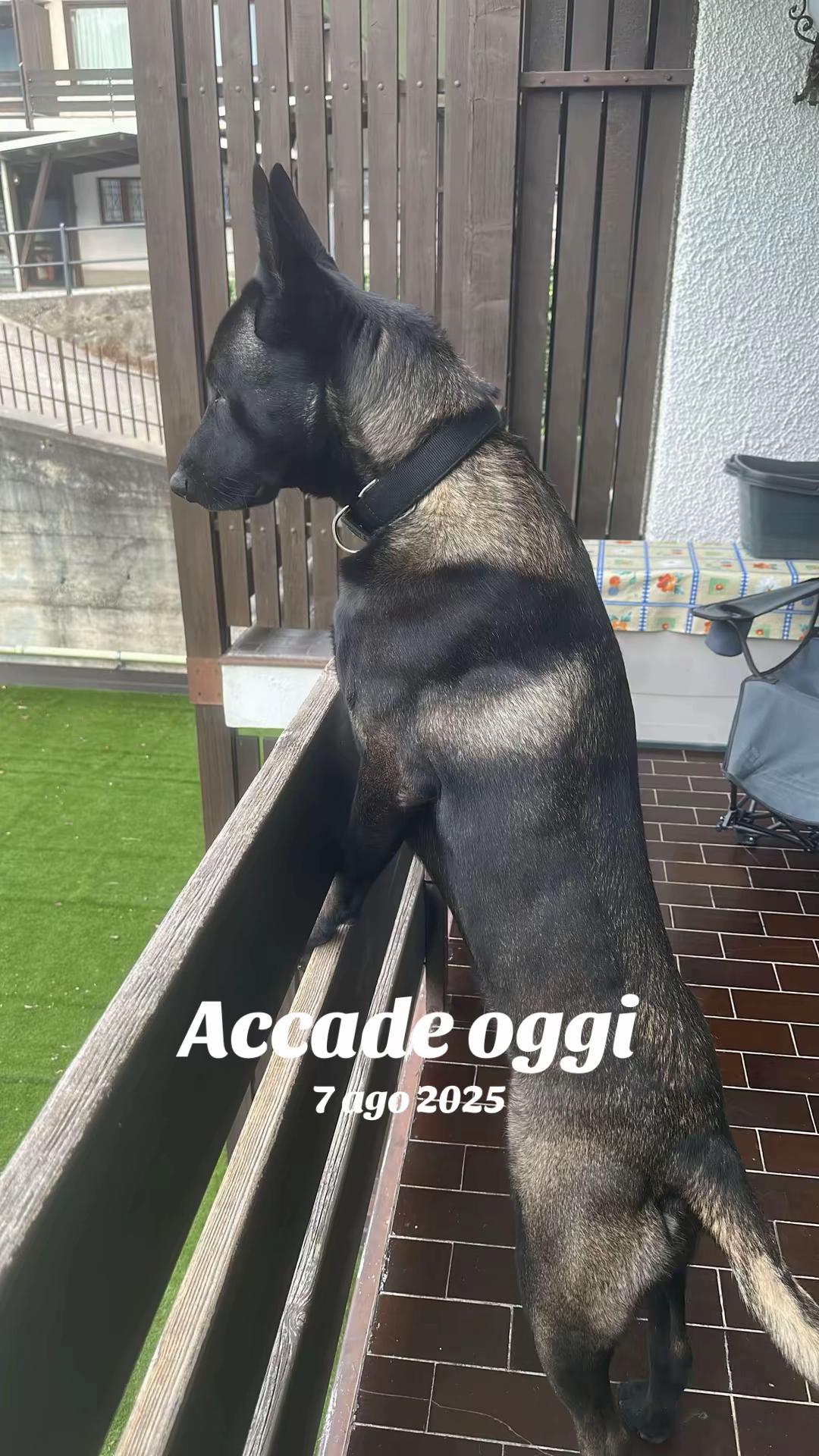 @ULLR&HEL Malinois