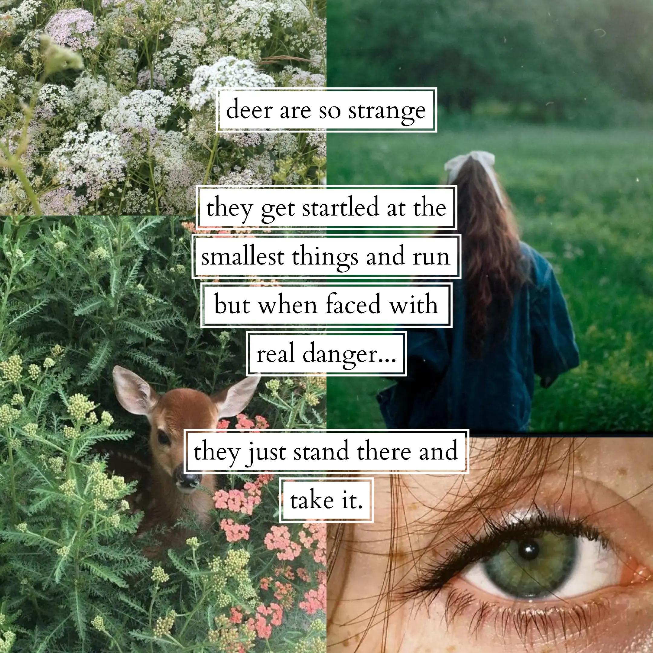 @𝓟𝓪𝓵𝓸𝓶𝓪