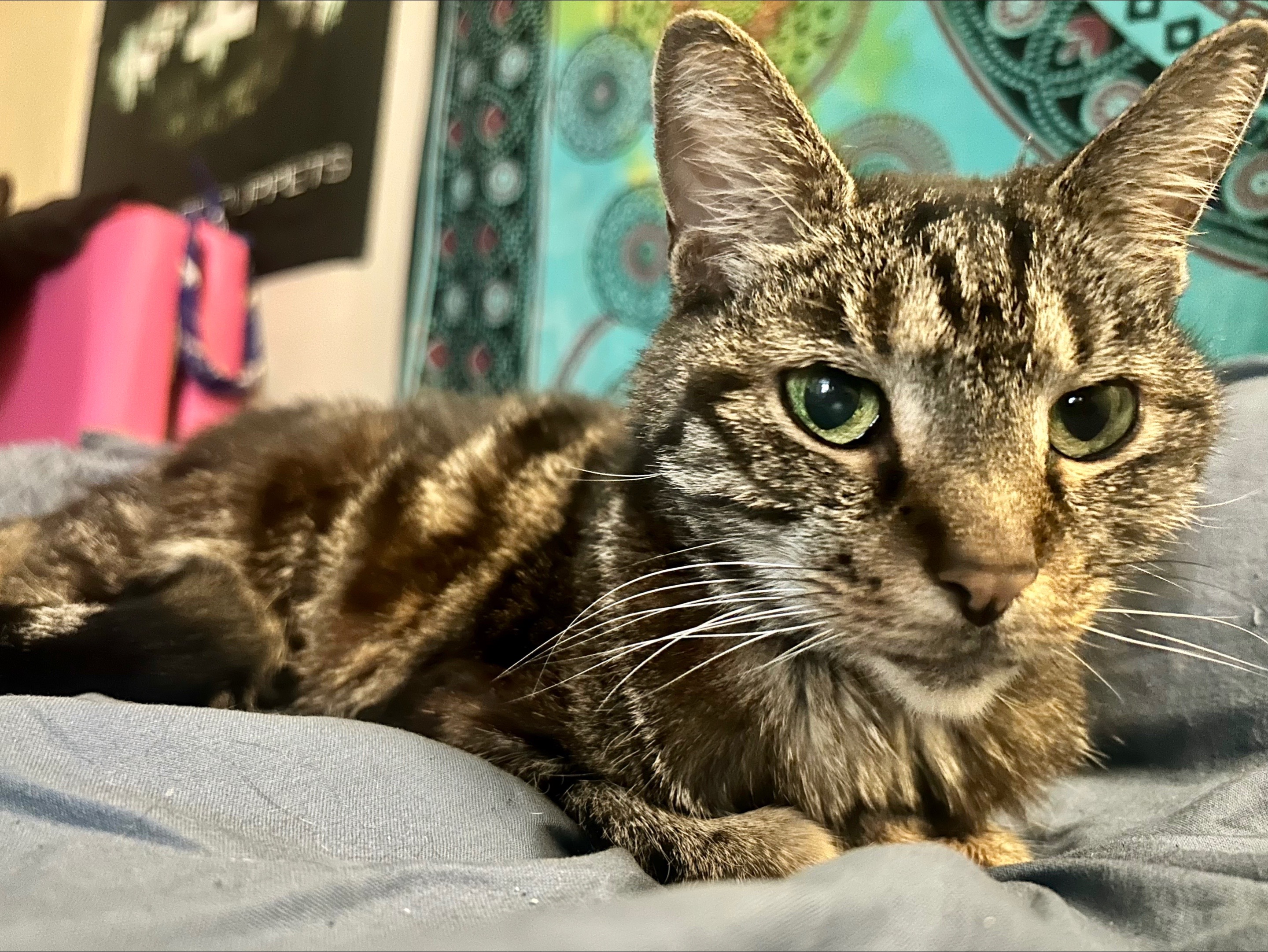 @durtyjerzeyrrat