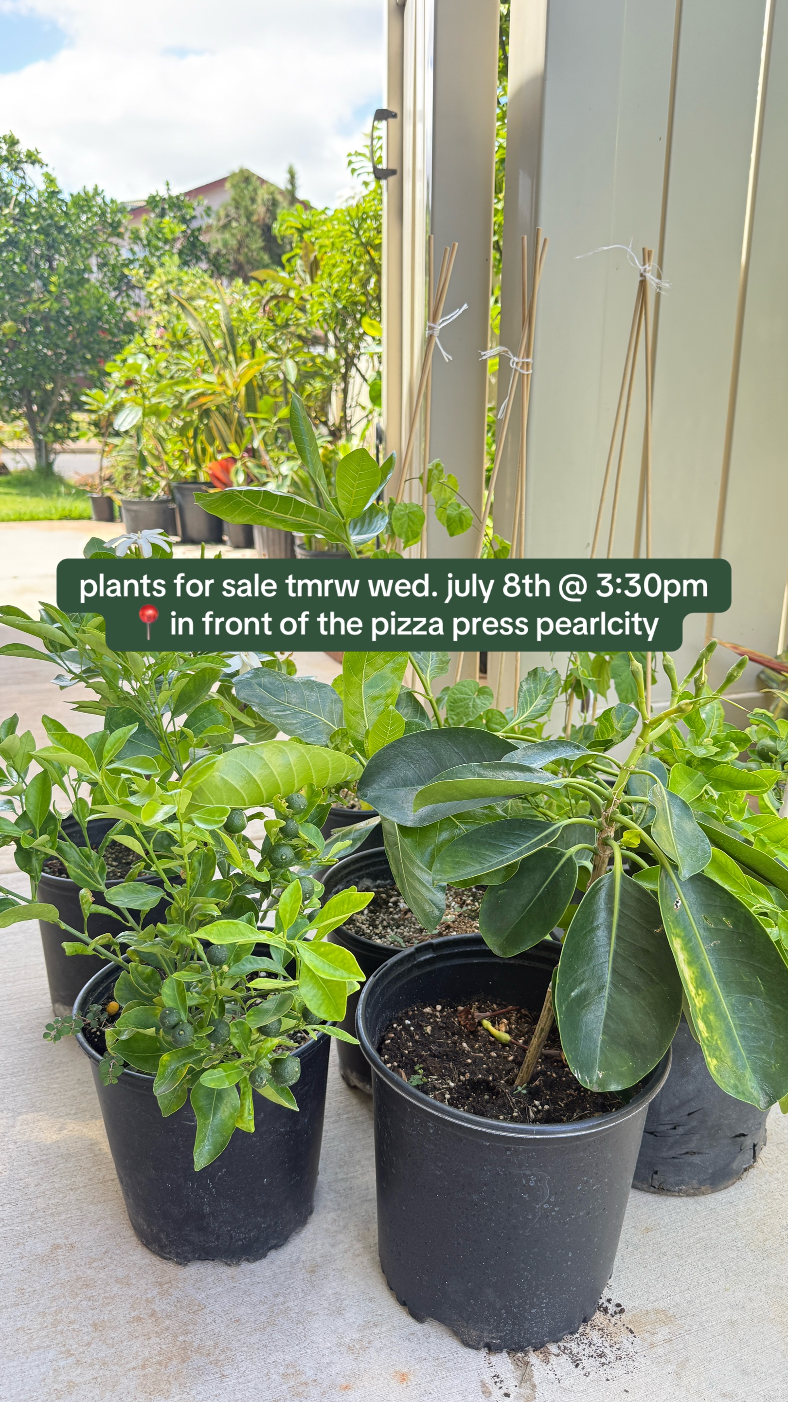 @plantedbymal 🌺