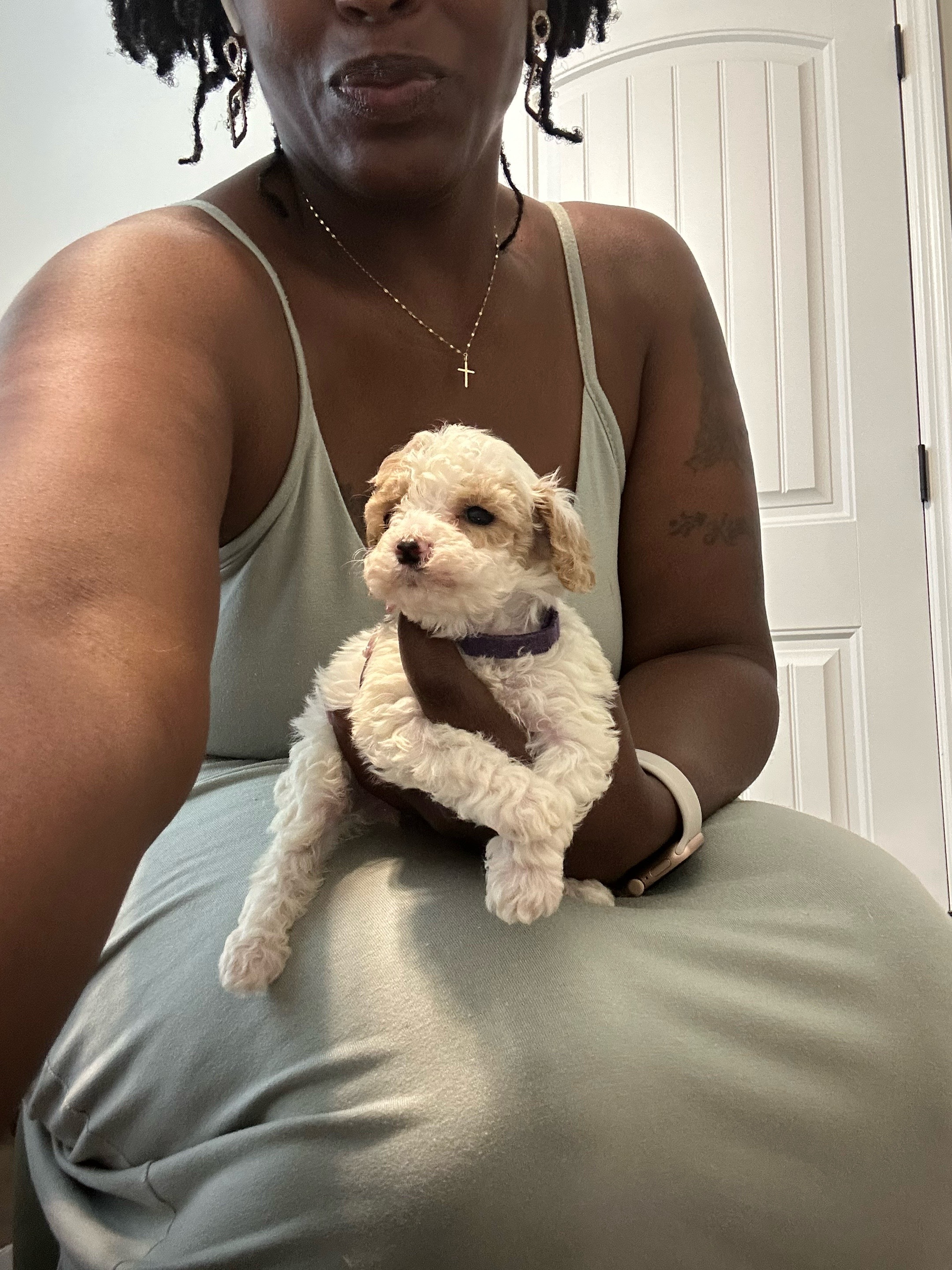@Shortcake_kennel_2