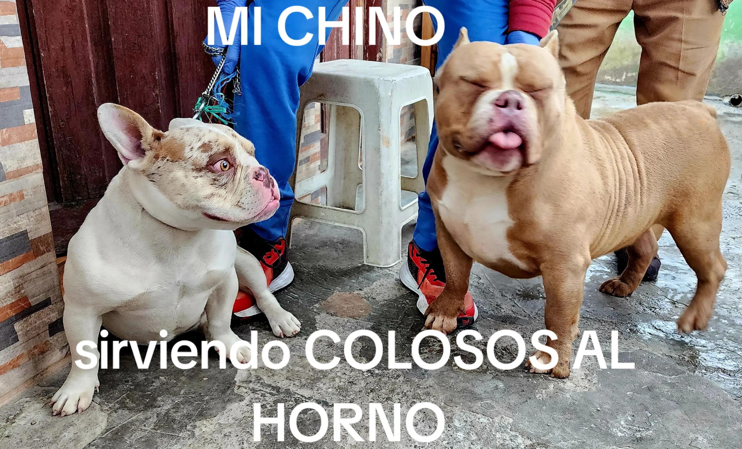@Kratos kennel