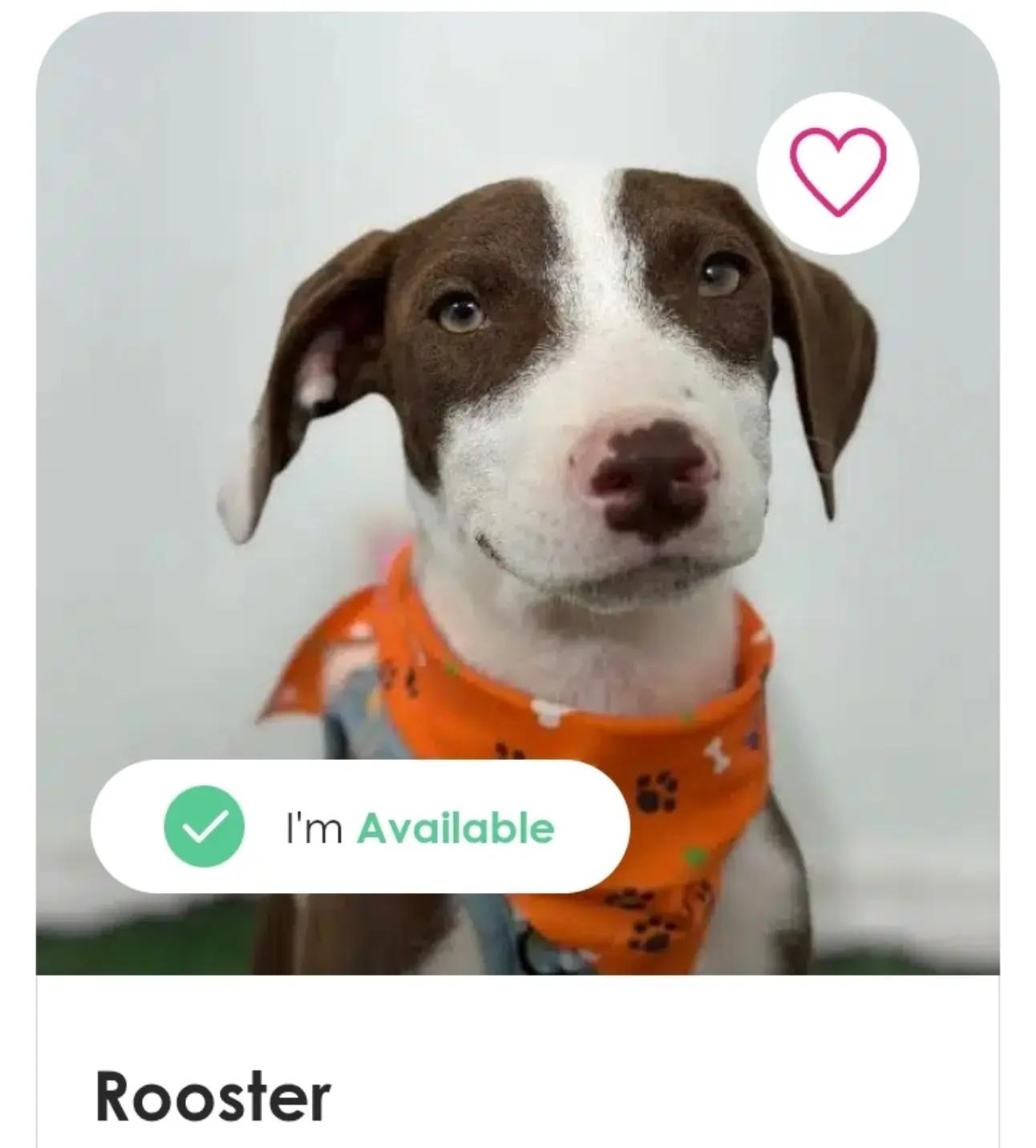@Amazing Dogs Rescue