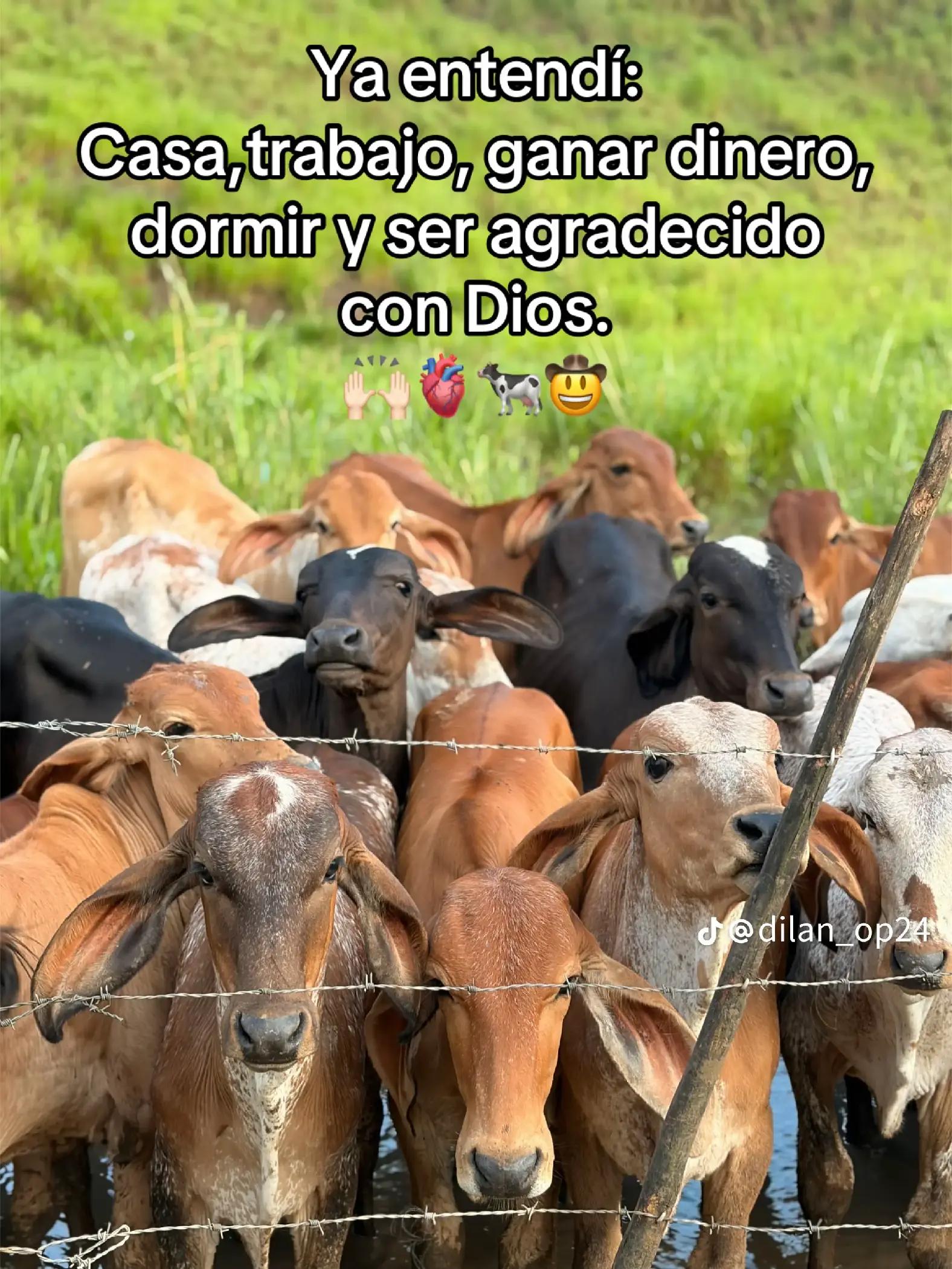 @🍀Arcos 🍀🧎&zwj;♂️🍁🦅🎹🇲🇽