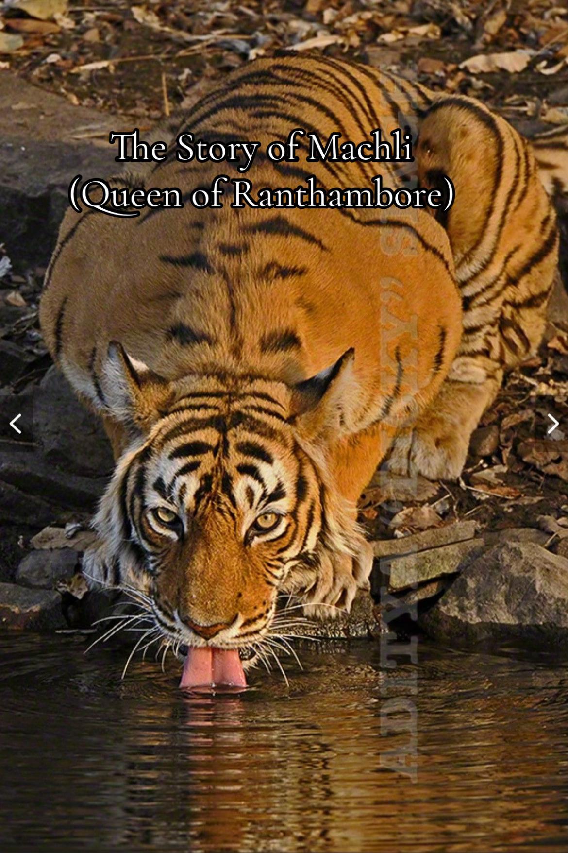 @ღ ⚔️ 𝑻𝑰𝑮𝑹𝑬𝑺𝑺. 🐅 ༆