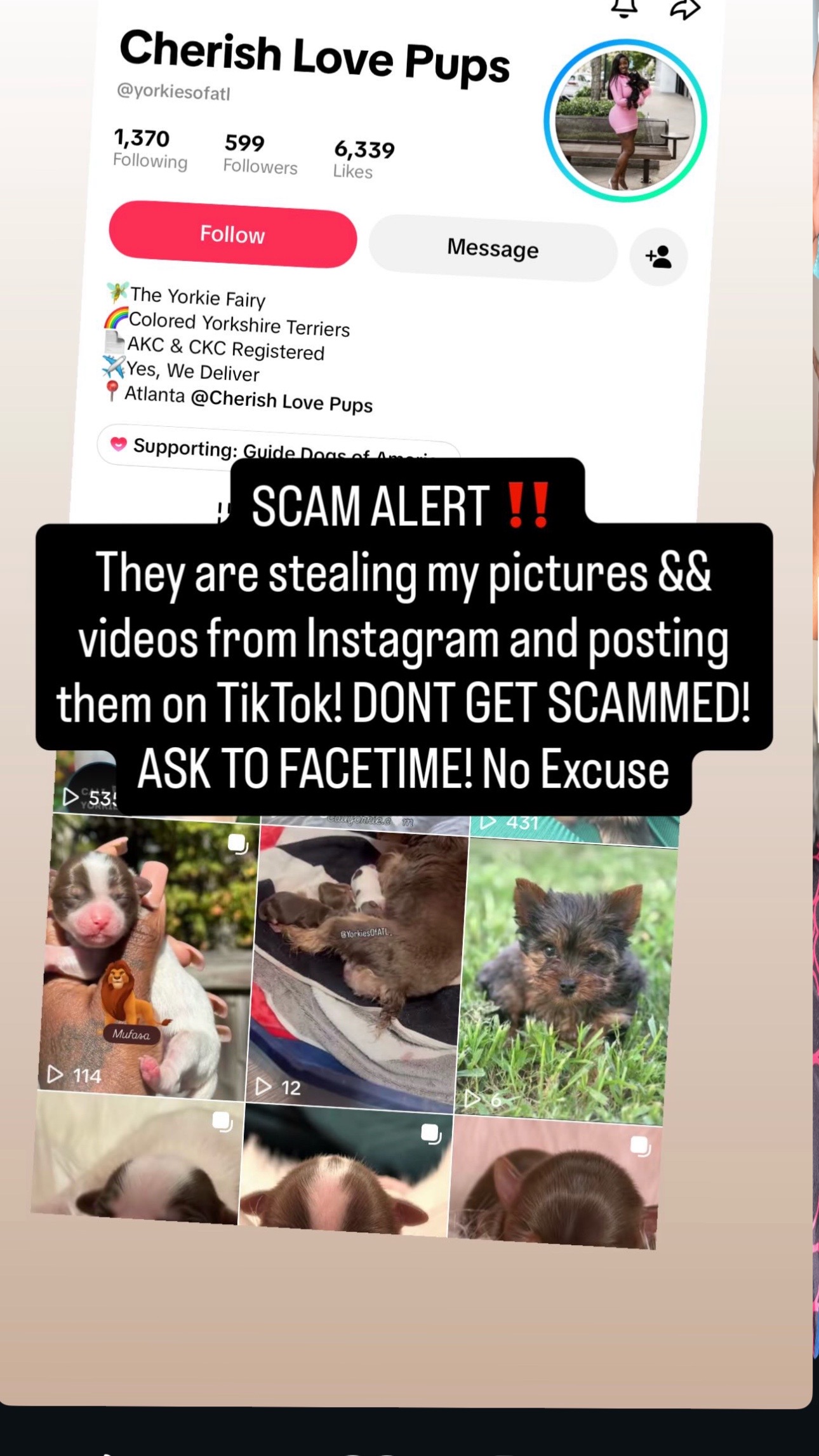 @Yorkies Of Atlanta