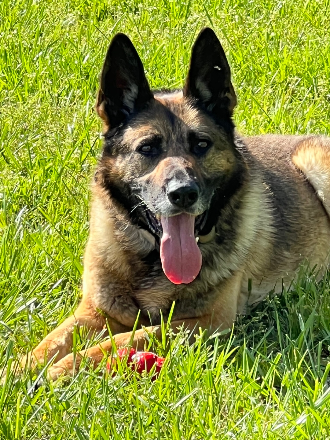 @K9Lady