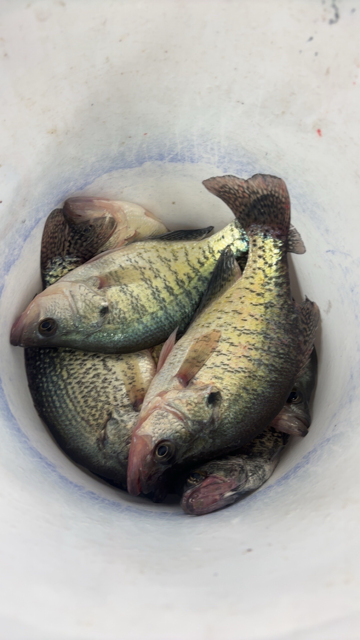 @Dave&rsquo;s Lazy Baits