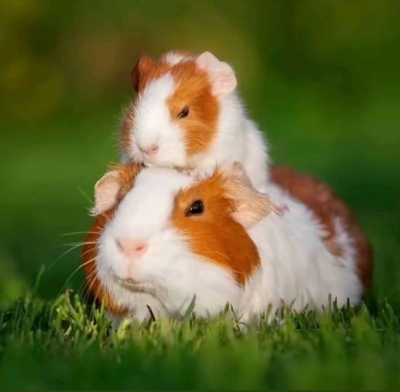@nibbler