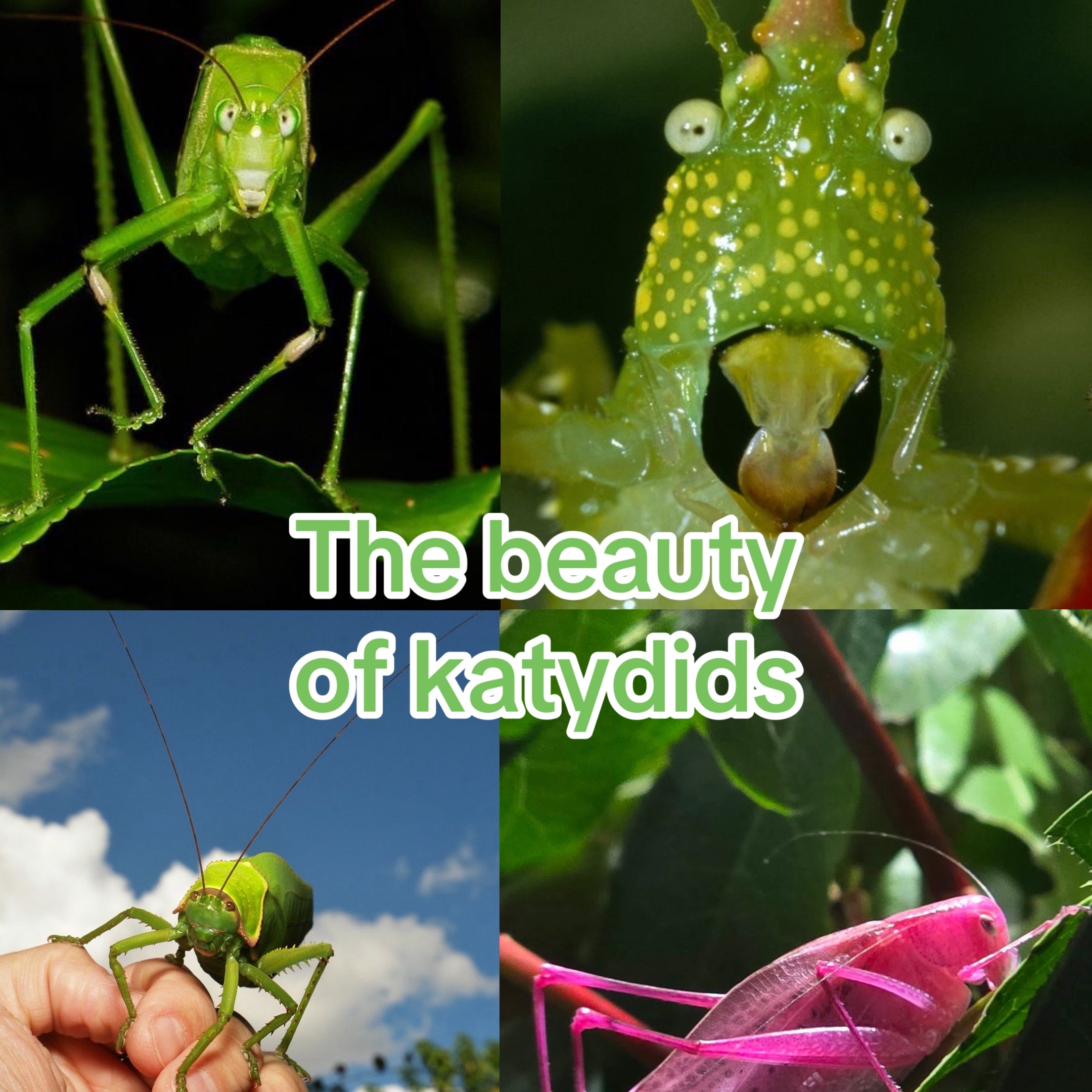 @🪲🐛Rain’s Exotic Pets🦗🐞