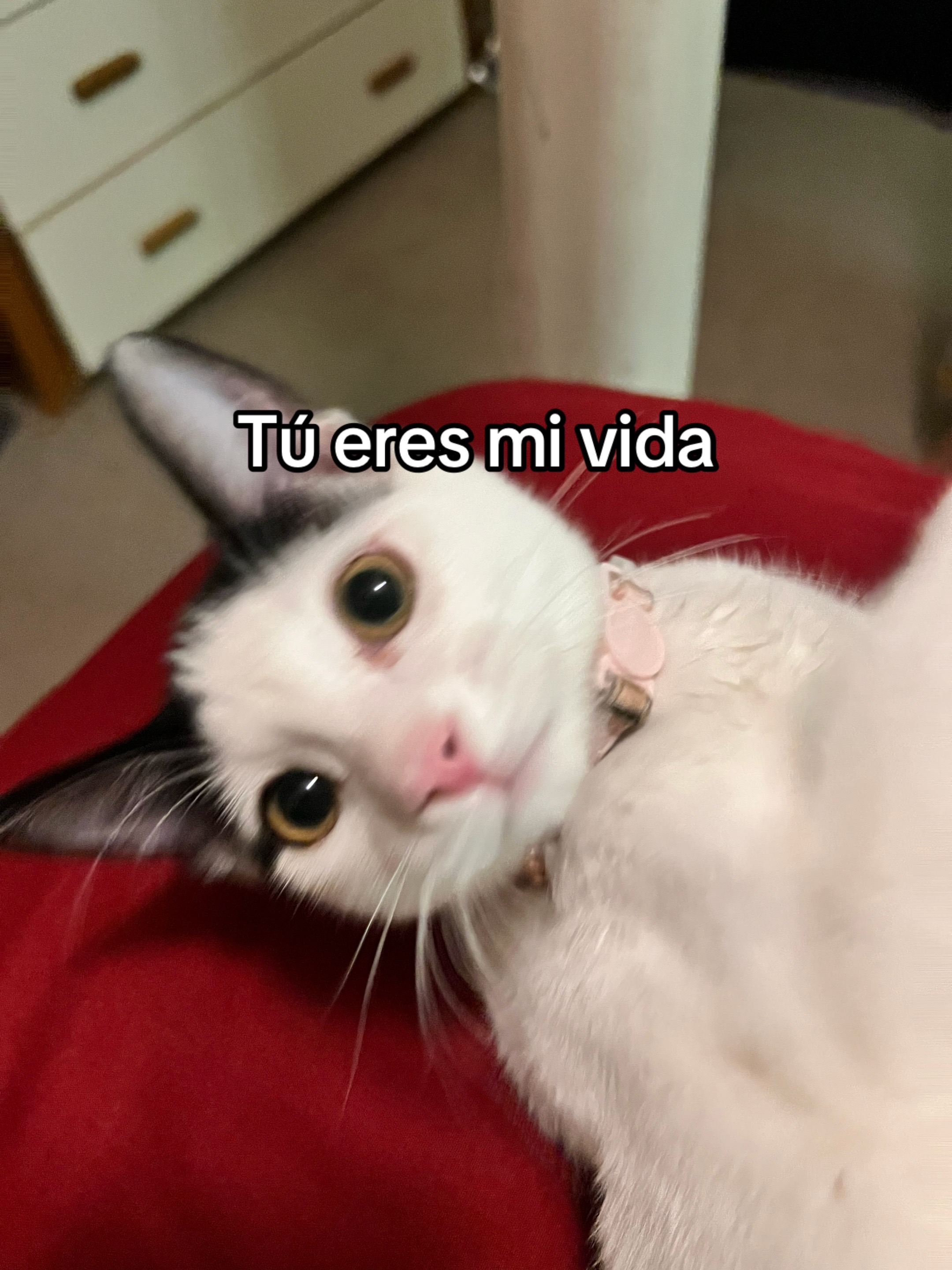 @maryluisaprincess
