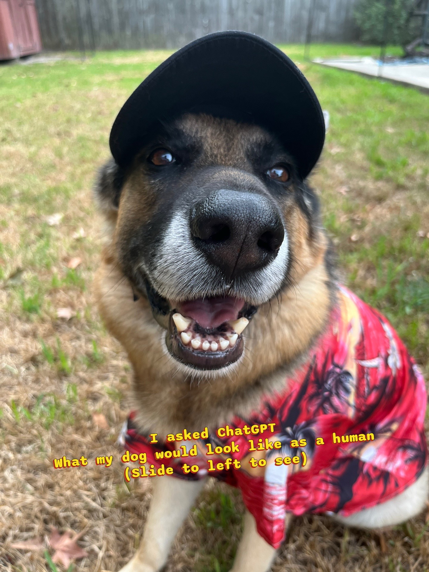 @Walter The German Shepherd