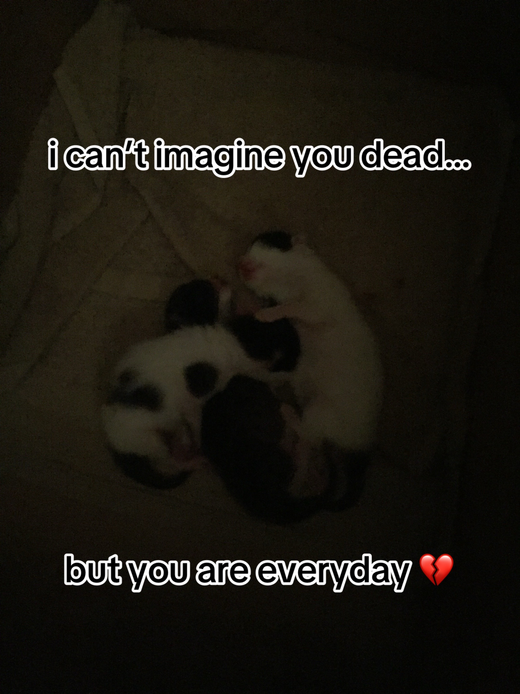 @Manderz 🐼