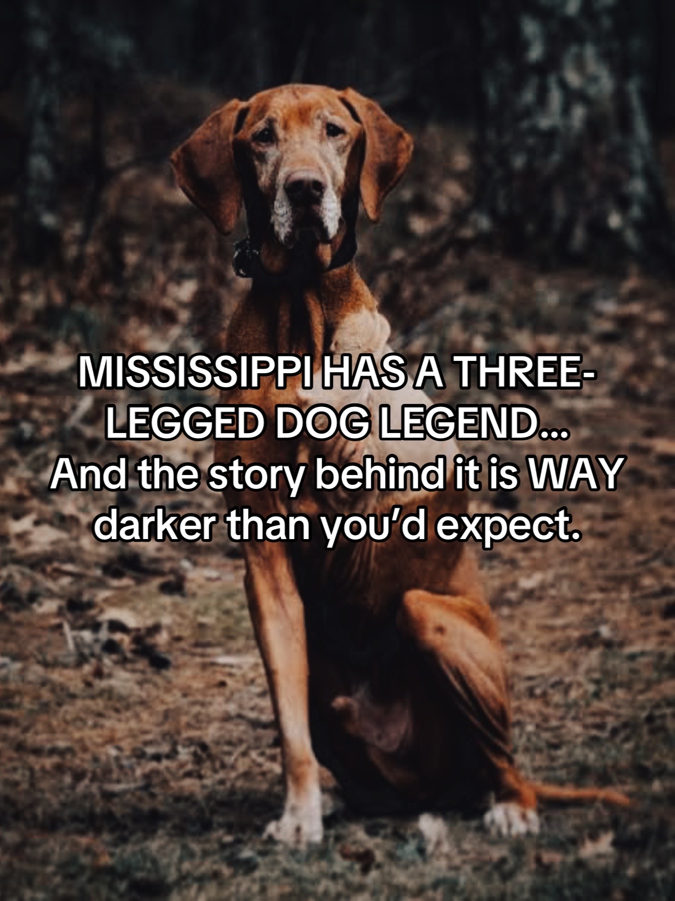 @bellesandbloodshed