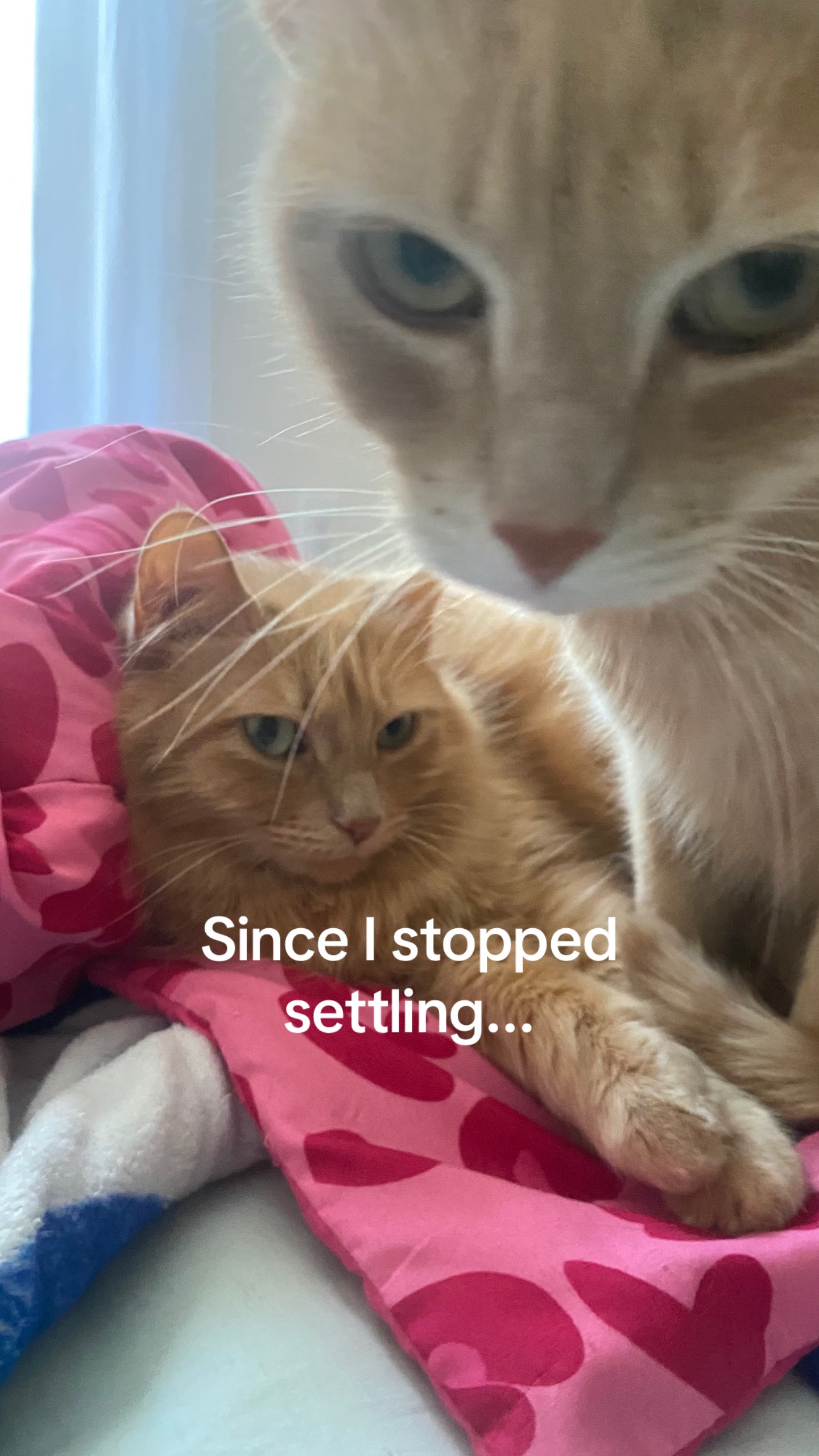 @Theorangecat🐈