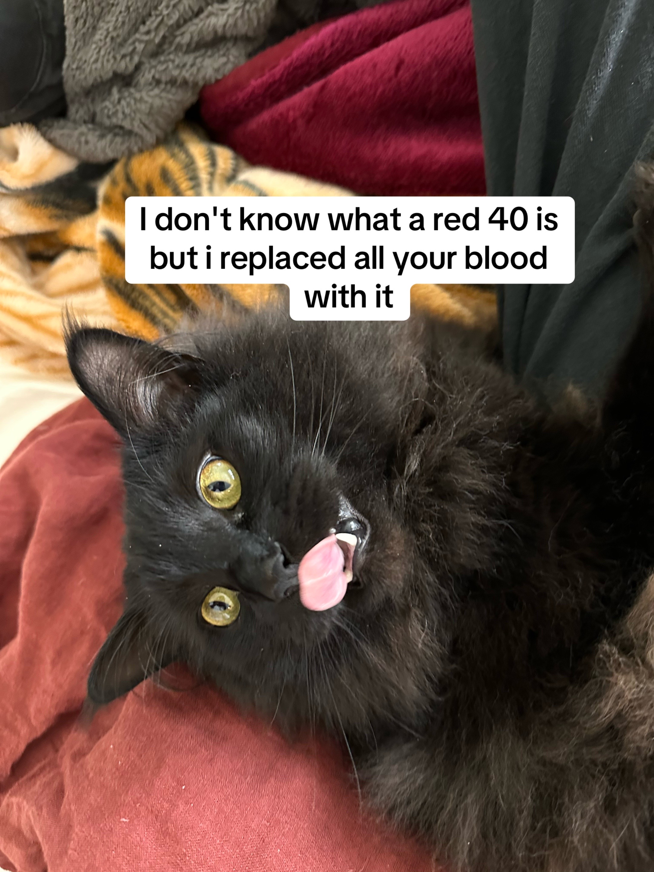 @sterling.the.cat