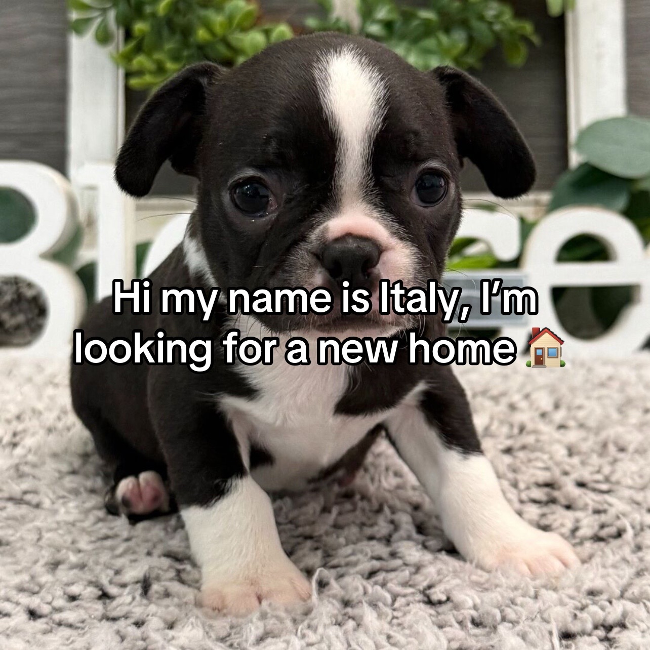 @Boston terriers for adoption