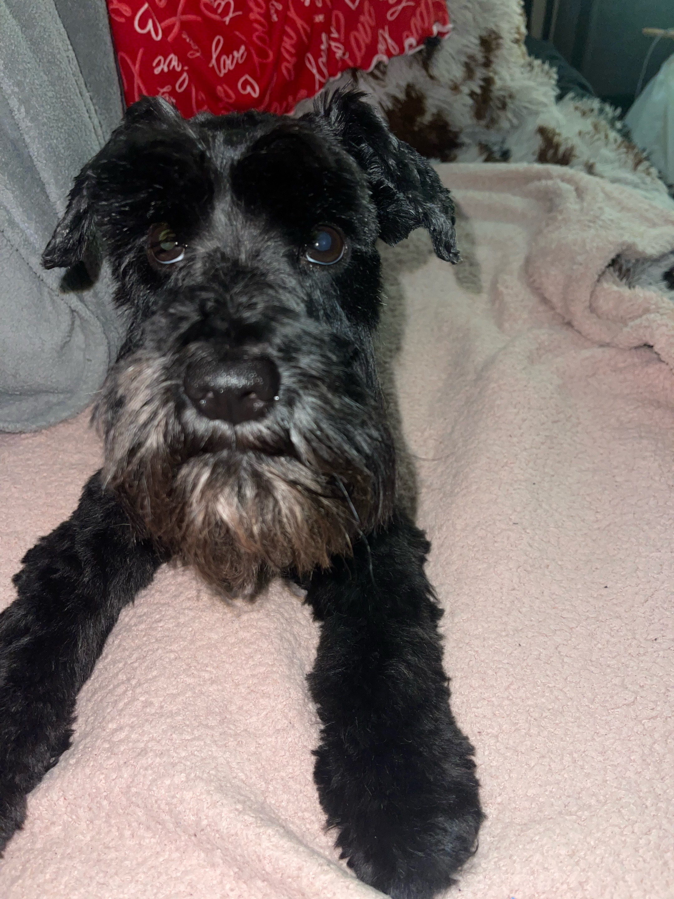 @LOU&rsquo;VON MINISCHNAUZER
