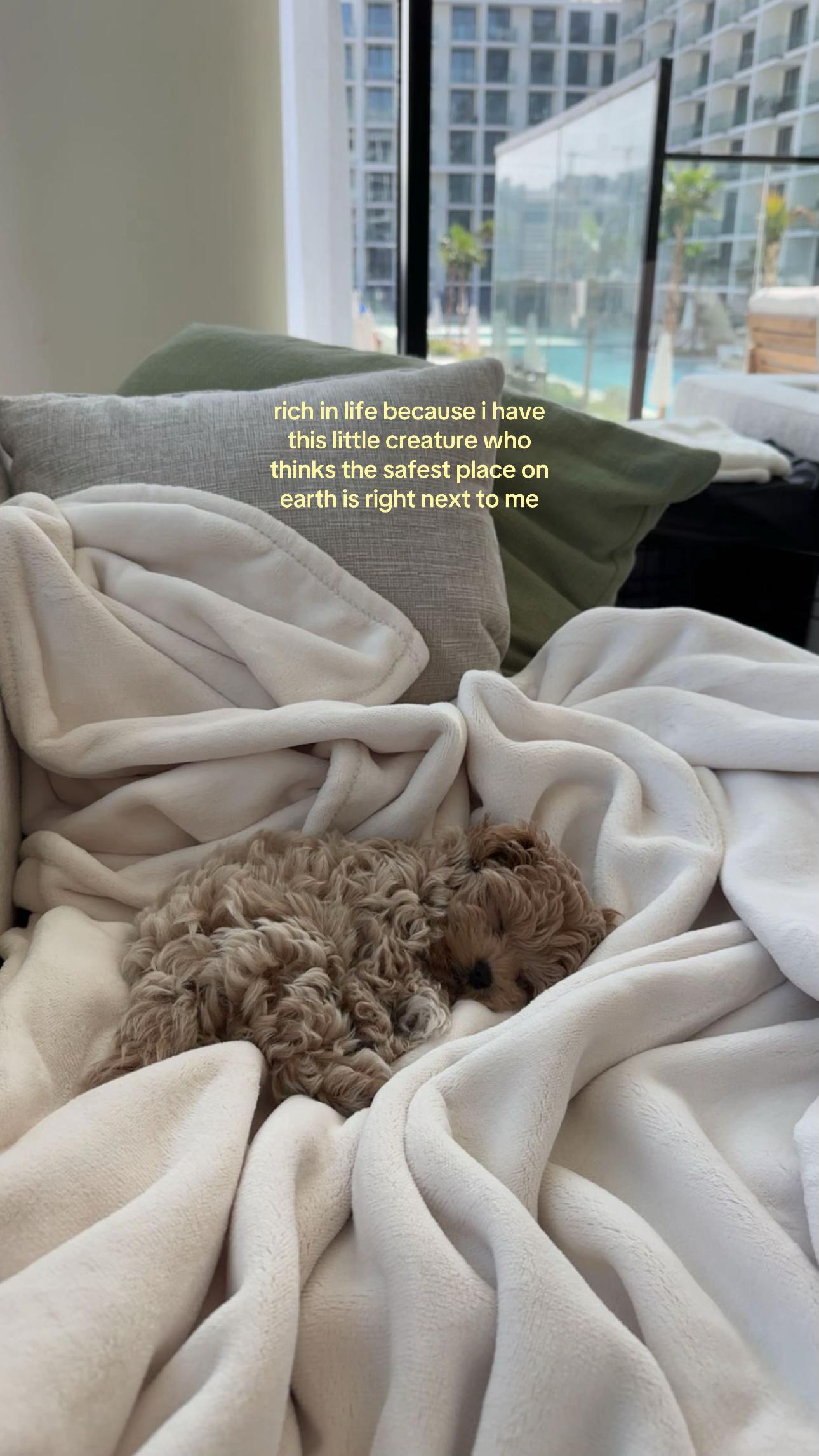 @Mochi the Maltipoo 🐻