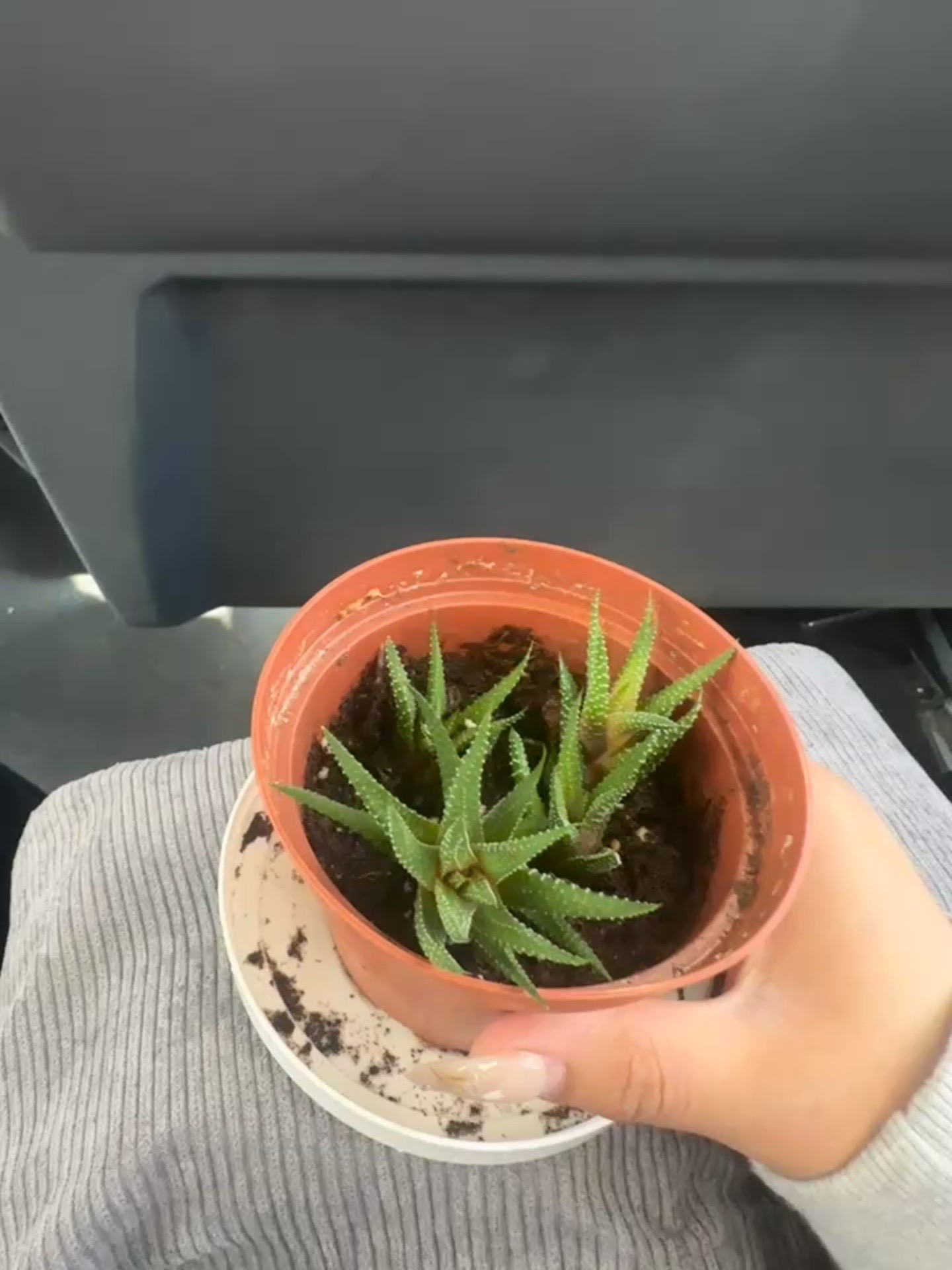 @Sarahrome1