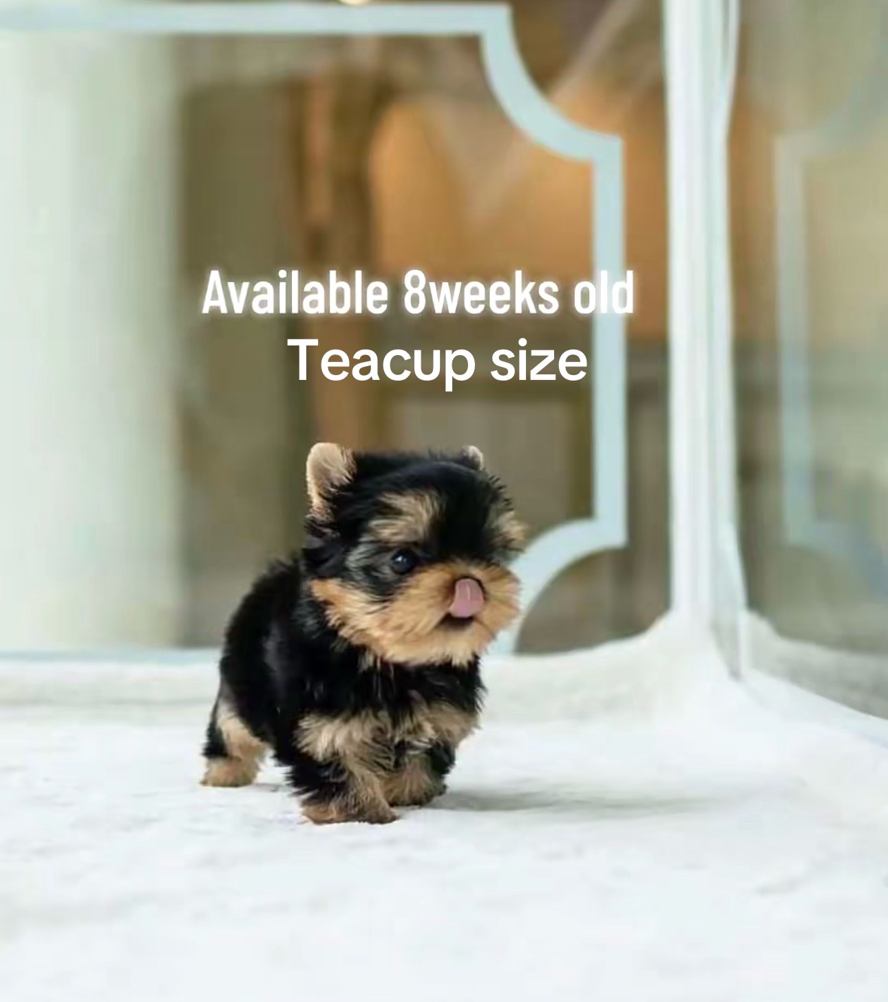 @Yorkies puppies for Adoption