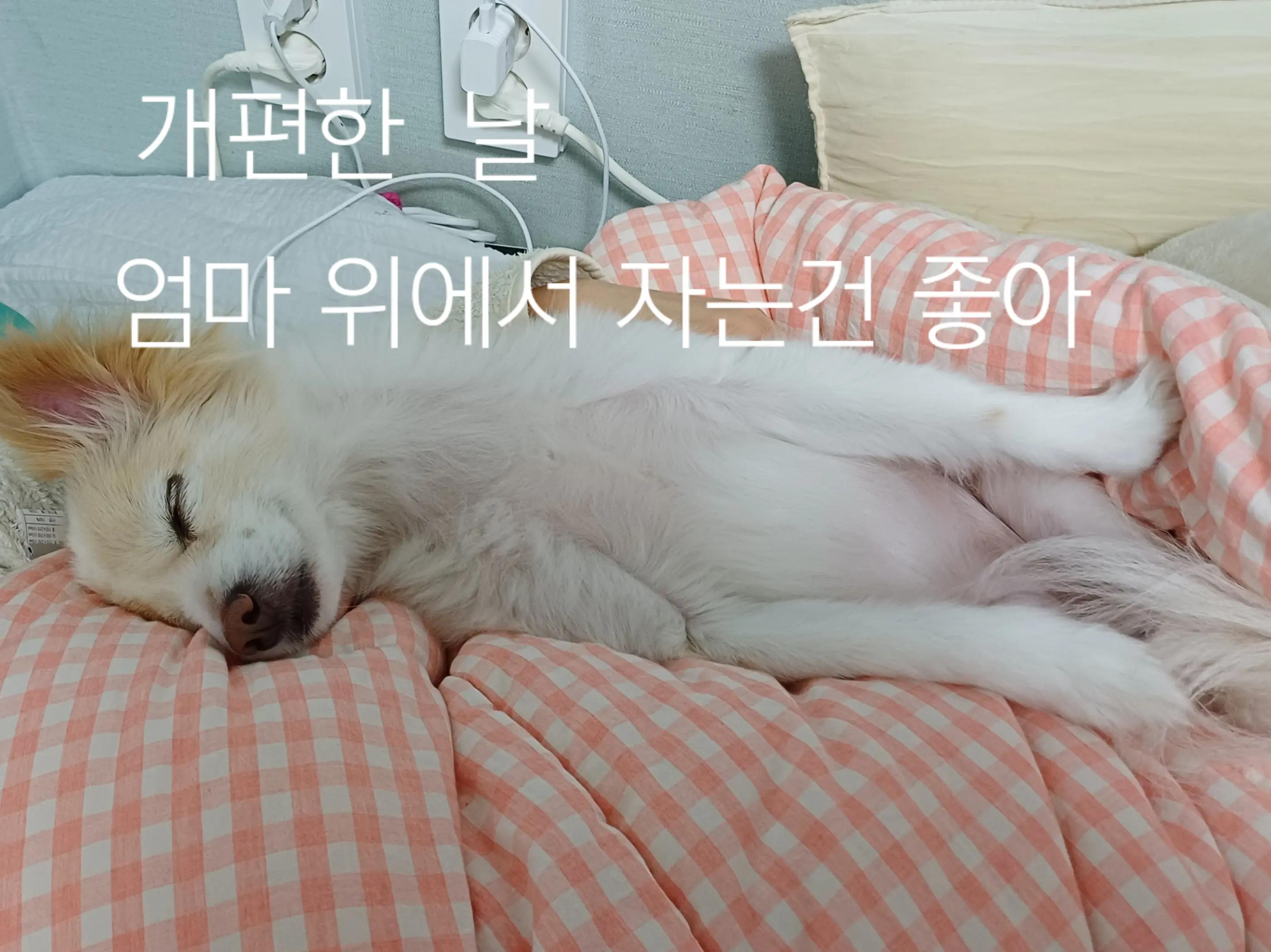 @나의 갓생 사는 동물 스토리