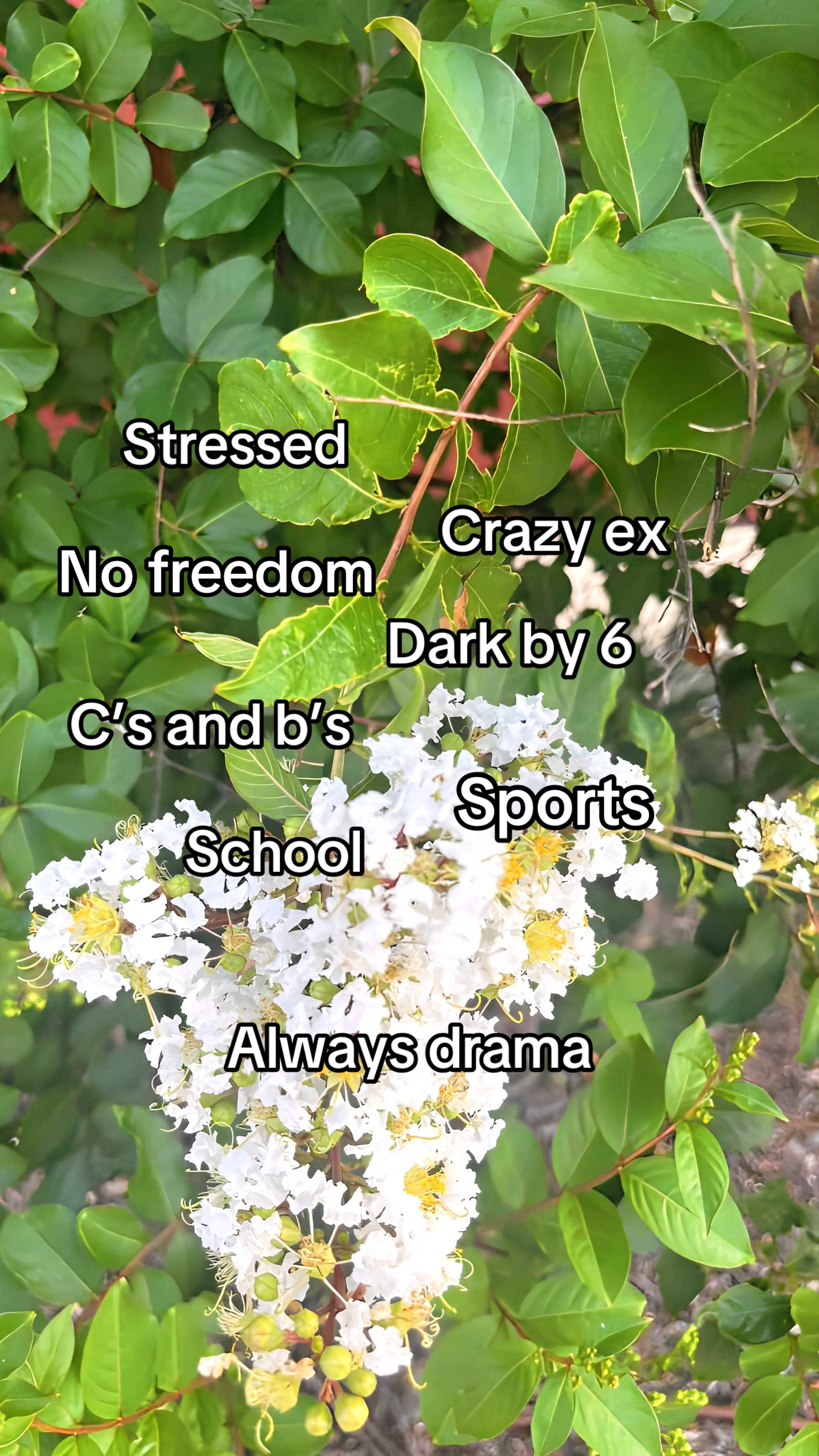 @acedonut