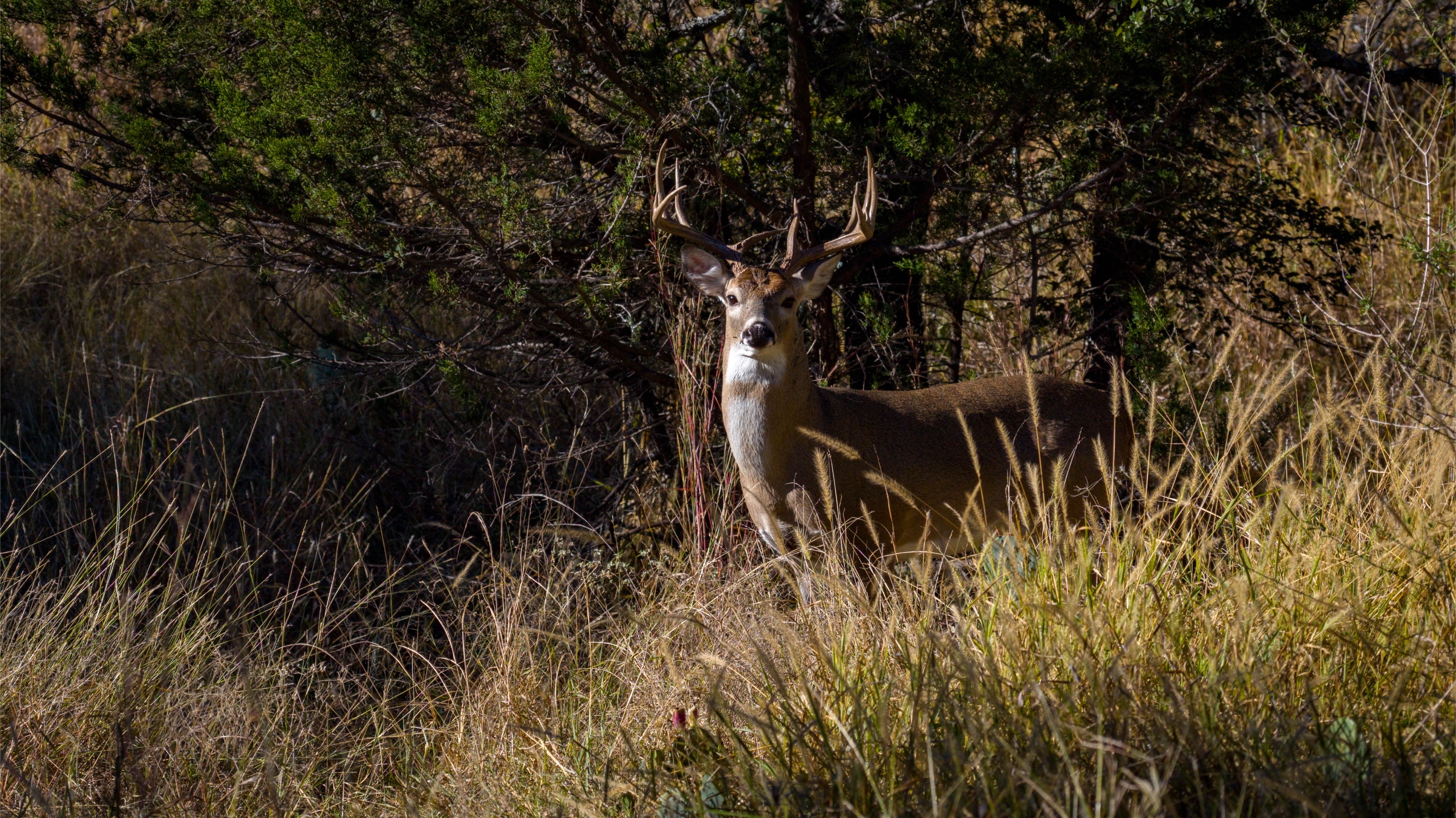@TX Land & Wildlife